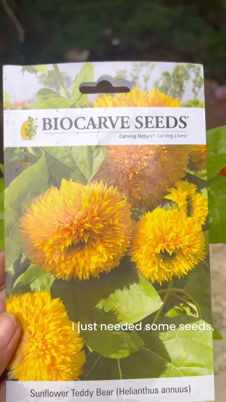 Try your hands on gardening and see how it lifts up your mood in seconds!
#biocarveseeds #seeds #seedstoplants #gardening #gardeningisfun #gardeningismytherapy #gardeninglove #gardeningishappiness #gardeningfixeseverything #gardeningfixesboredom
