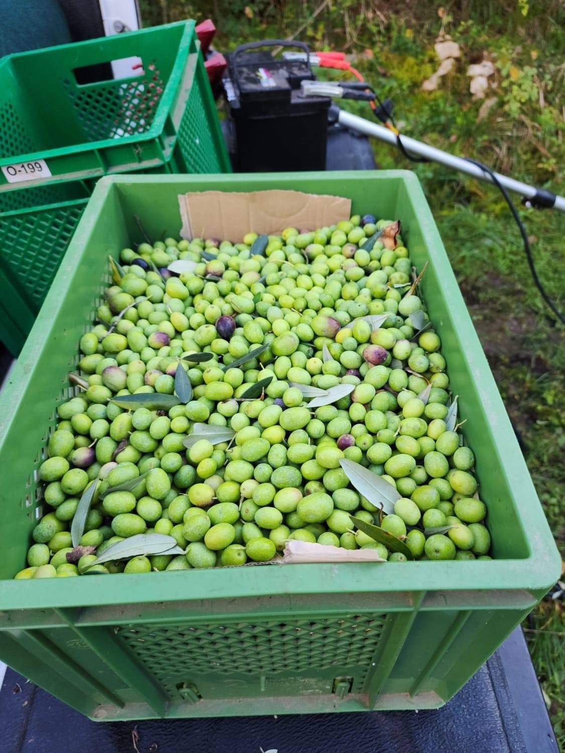 Vasto Farms team was busy with Olive harvest last week. We lost a lot of our olive trees in July due to fire. But the ones we were able to save have been generous to us.
#olivegarden #oliveoil #italycountryside