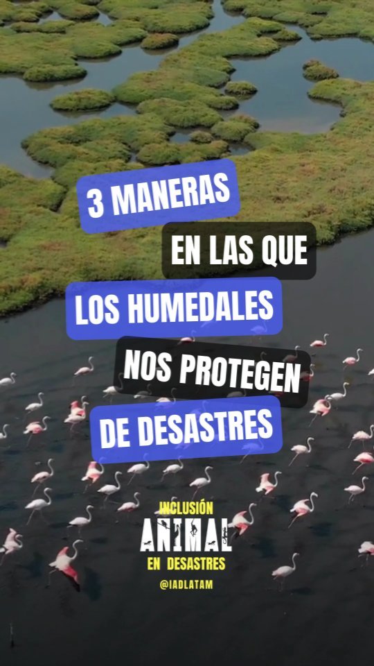 Los humedales son ecosistemas importantisimos que ofrecen alimento, agua, descanso y seguridad para muchas especies animales acuáticas y terrestres.
Estos ecosistemas se caracterizan por ser planos y por inundarse de manera permanente o intermitente.
.
En muchos países de nuestra región, los humedales están en peligro ya que las desarrolladoras los secan, rellenan y construyen barrios enteros sobre estos, erradicando así el hogar de miles de especies animales y además eliminando una pieza clave en el manejo de aguas excedentes y prevención de inundaciones.
.
.
.
#animalesendesastres #iad #iadlatam #inclusionanimalendesastres #inclusionanimal #cuidadoanimal #ningunanimalsequedaatras #animal #animallovers #animals #amor #ayuda #proteccion #conservacion #educacion #desastres #desastresnaturales #latina #cambioclimatico #refugioanimal #santuarioanimal #pets #wildlife #petsofinstagram #humedales #life #humedal #desarrollo #mascotasfelices #americalatina