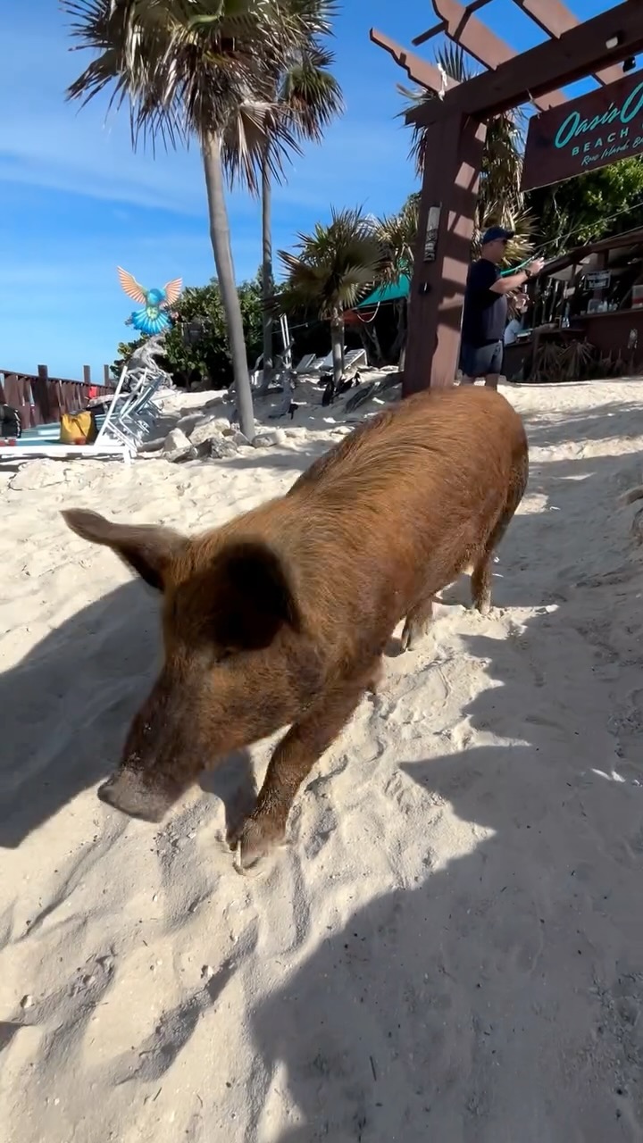 Happy New Year from our Team at 🙌🏽🍾❤️ #007beachclub
#booknow #boattour #boatcharter
#atlantisresortbahamas #bahamar #airbnb #bahamas #snorkeling #beach #roseisland #swimmingpigs #fun #atlantis #carnivalcruises #norwegiancruiselines #royalcarribbean #allinclusive #FlyAwayBahamas #itsbetterinthebahamas #pigbeachexuma #exumapigs #roseislandswimmingpigs #tourismtoday #oasisocean7beachclub