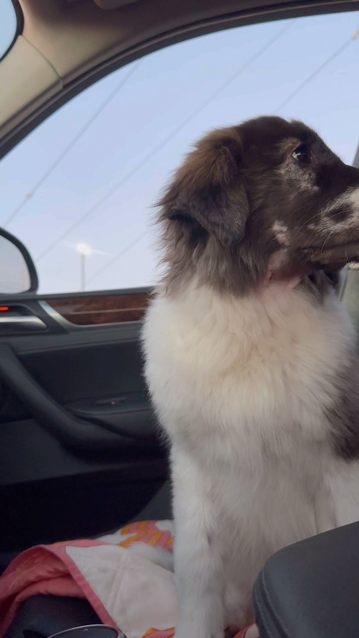 Red Canyon, our “very cute, very big project” according to our vet. A scraping has confirmed puppy strangles, with a respiratory infection. She is covered in sores and has suffered quite a bit of hair loss. But dear lord if she isn’t the sweetest pup we’ve ever met. She loves her big brother and can’t wait til she’s big enough to get to play with him all the time. (Currently only supervised play with her size and condition). The rescue thinks she is a St Bernard mix but we shall see!