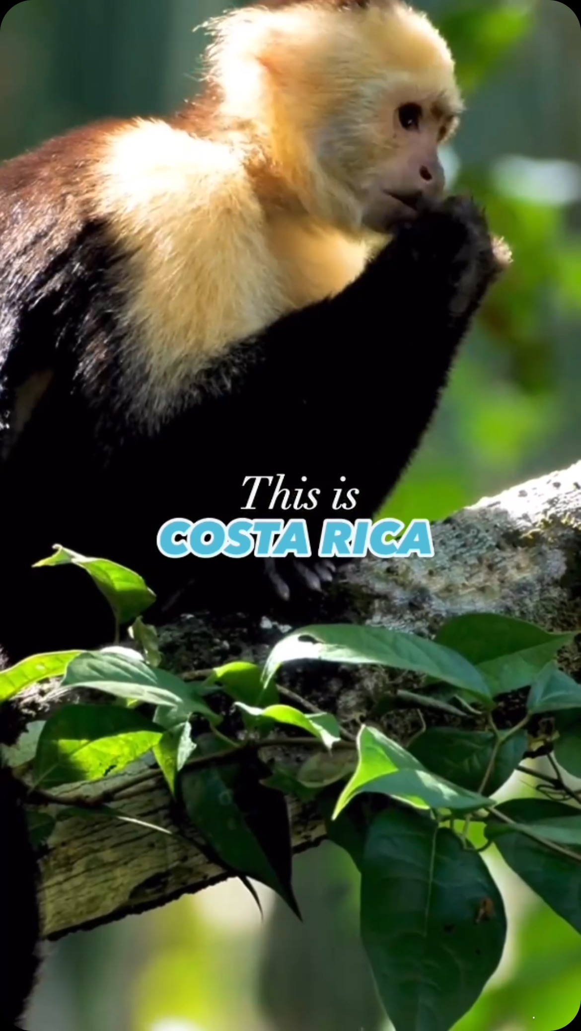 Have you visited one of the most beautiful places on Earth yet? 🌴🇨🇷
@vololoans