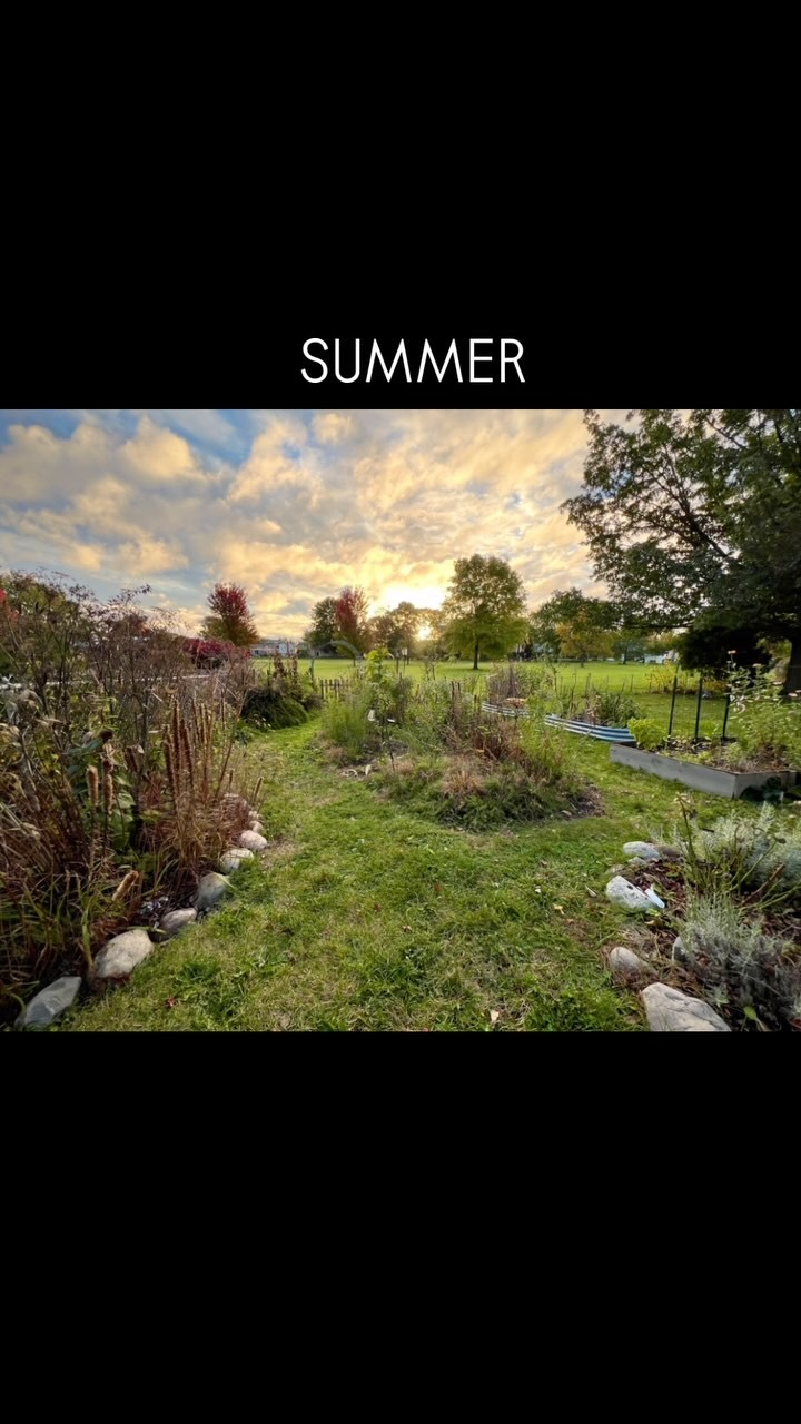 Nature never stands still—watch my garden evolve through the seasons. ❄️🌿🌸☀️🍂 A reminder that beauty exists in every stage of the journey. #natureandblooms #SeasonalMagic #NativePlantJourney