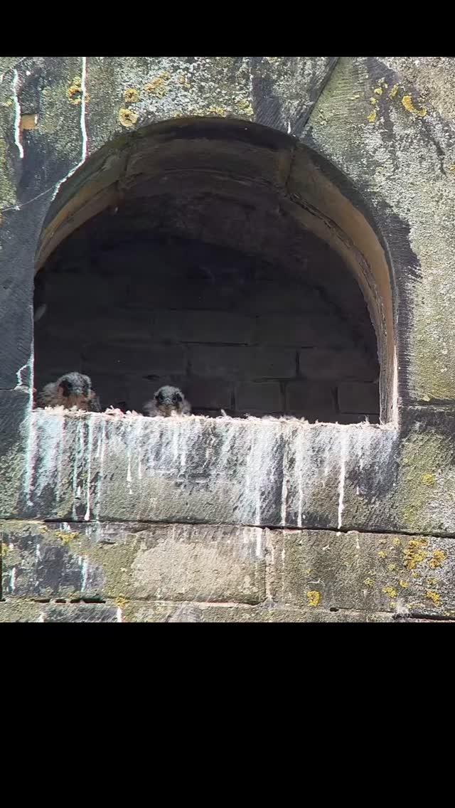 4 chicks seen at Dalton Mills at our live watch event on Saturday morning
#peregrinefalcon
#keighley