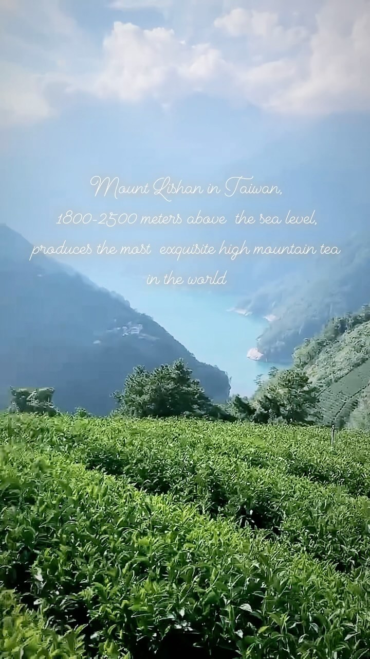 ✨An exquisite journey awaits. Formosa Tea Co. is on the horizon, presenting a refined selection of Taiwanese oolong teas handpicked from the majestic high-altitude gardens of Taiwan. Indulge in the enduring grace of our premium high mountain oolong teas, where each sip embodies a harmonious blend of tradition and elegance. Stay tuned for the unveiling of Formosa Tea Co., where every moment is steeped in sophistication.🍵
#FormosaOolong #ChampagneOfTeas #singleestate
#Tealovers #AritisanTea #PremiumTea #FormosaTeaCo. #londonlife