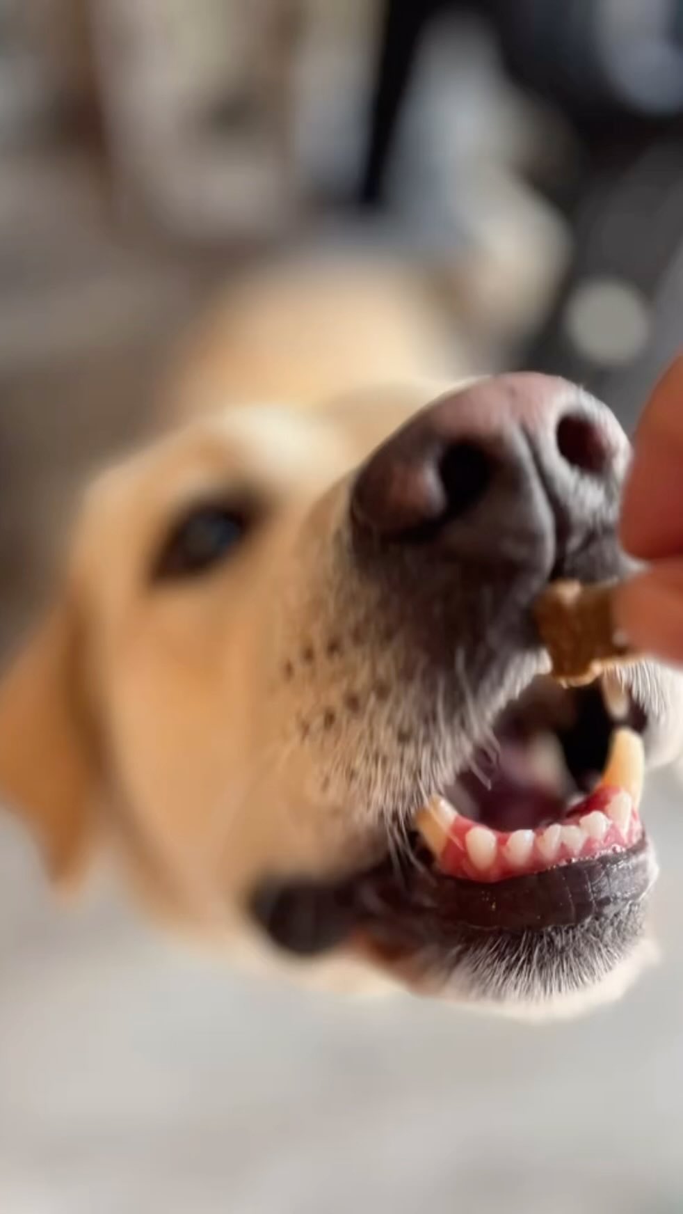 Gracias por estos tesoros peludos que nos vienen a visitar y nos alegran el día! Somos mucho mas que #petfriendly y seguramente nos hemos equivocado de profesión ☺️ 🐶 🐩 🐕❤️