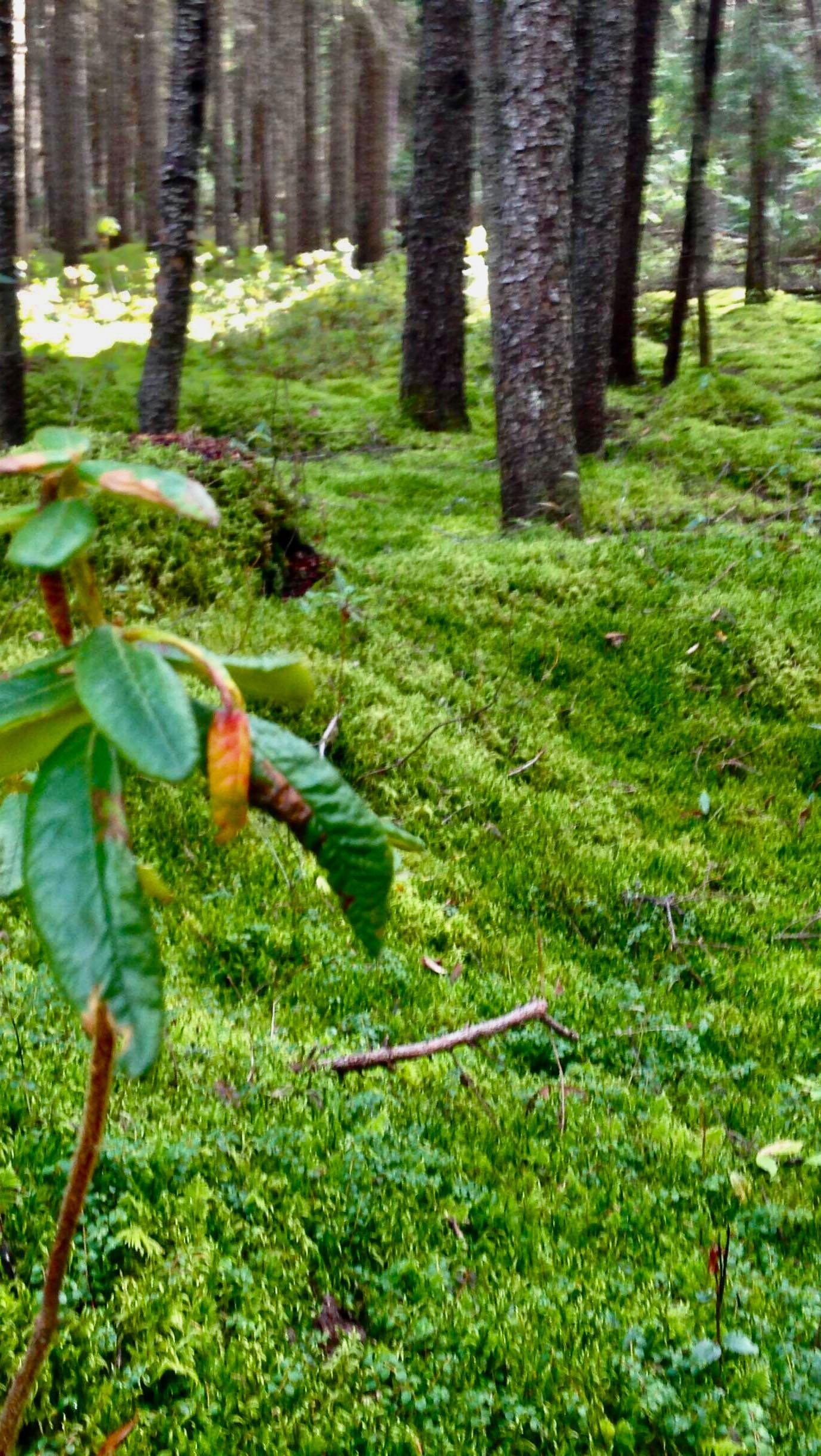 📣📣📣📣📣🥁🥁🥁🥁🥁
Certaines d’entres-vous en avez entendu parlé, certains y ont même déjà goûté…
Après plusieurs mois de cueillettes, récoltes, séchage, essais de recettes, production, création, infusions, réflexions, emballage et préparation… c’est aujourd’hui que je lance mes fameuses TISANES NORDICITHÉ !🌿🫖🌲❄️
Un produit local et responsable, un assemblage de plantes sauvages cueillies à la main, dans le respect et l’inspiration du territoire québécois.
NordiciThé, c’est la forêt au fond d’une tasse réconfort, la poésie du Nord à portée d’infusion.
4 mélanges différents sont disponibles, voir le lien en bio pour tous les détails! 🔗
- Fougue Boréale
- Éveil Floral
- Rêve Moisson
- Douceur des Lunes
*** COMMANDE ET LIVRAISON ***
📍MONTRÉAL : Livraison/point de chute la semaine prochaine (11-15 fev)
📍ABITIBI : Livraison/point de chute 20-25 fev
👉🏼 ÉCRIVEZ-MOI en privé pour une commande!
‼️ Et faites vite les quantités sont limitées ‼️
.
.
.
.
.
#tisanes #nordicithe #plantessauvages #cueillettesauvage #cueillirlaforet #cueillette #foretnourriciere #borealie #boreal #nord #harvest #poesie #poesieressac #teaandpoetry #poetry #terroirquebecois #produitsduterroir #territoire #nature #handpicking #homemade