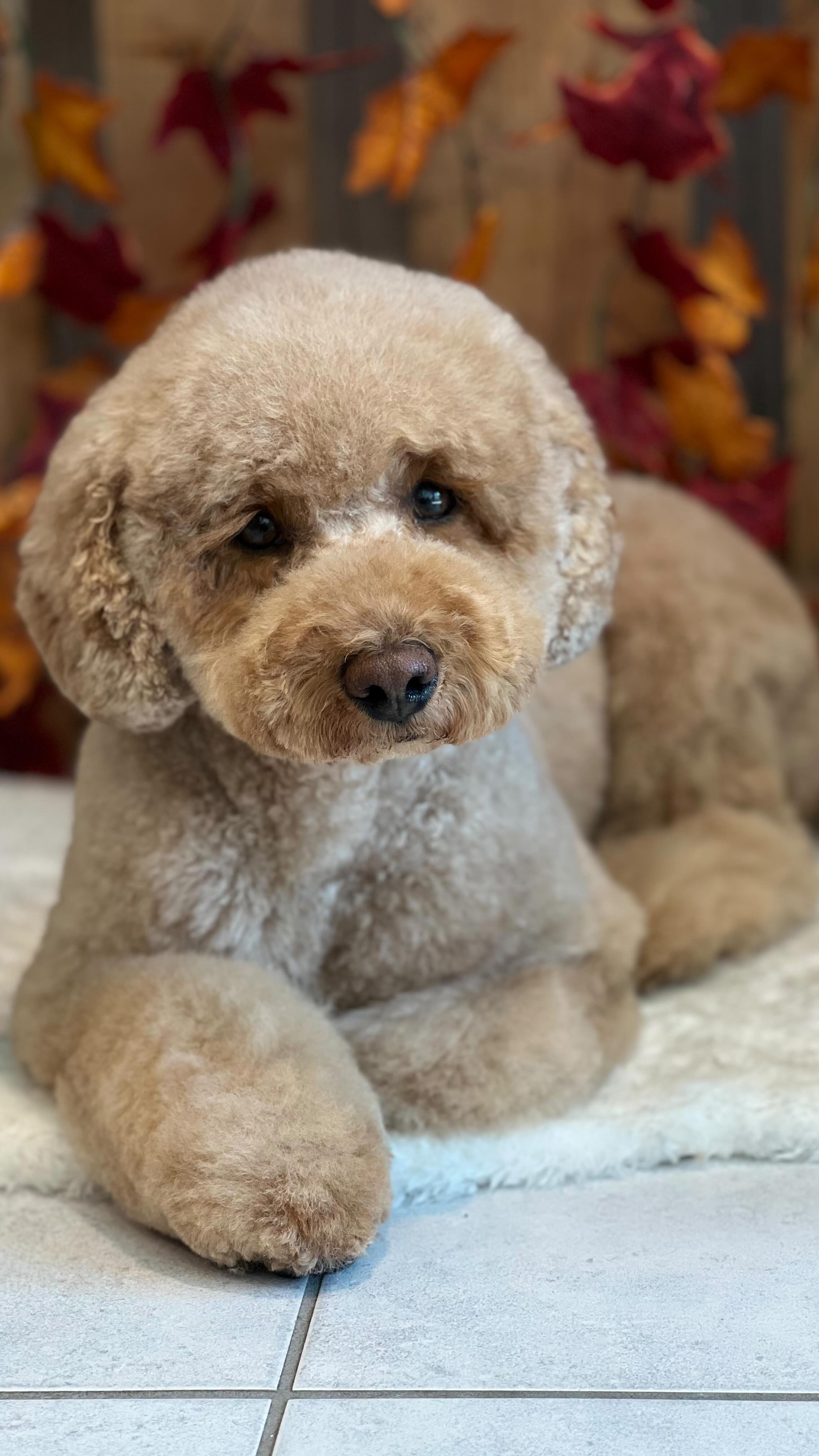 Louie‘s Wellness Tag 🧡
#jelenashundesalon #münchen #feldmoching #hundesalon #hundesalonfeldmoching #bayern #bayernmunich #germany #deutschland #hund #hunde #hundeliebe #hundefotografie #hundepflegen #hundeportrait #dog #dogsofinstagram #dogs #dogoftheday #doglife #pet #petlovers #groomer #grooming #poodle #poodles #zwergpudel #pudel #pudelliebe