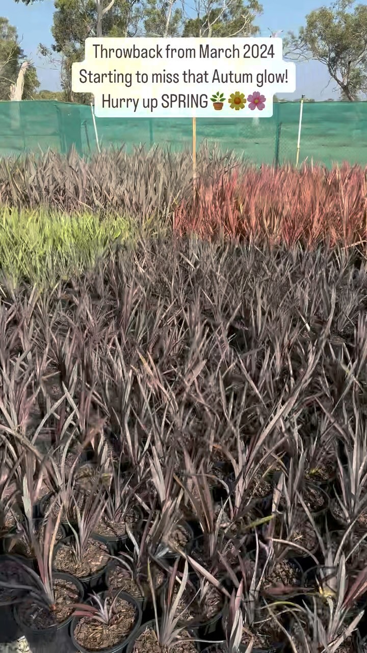 Autumn throwback!
Can’t wait for Springtime 🌿🌼
#wholesalenursery #morningtonpeninsula