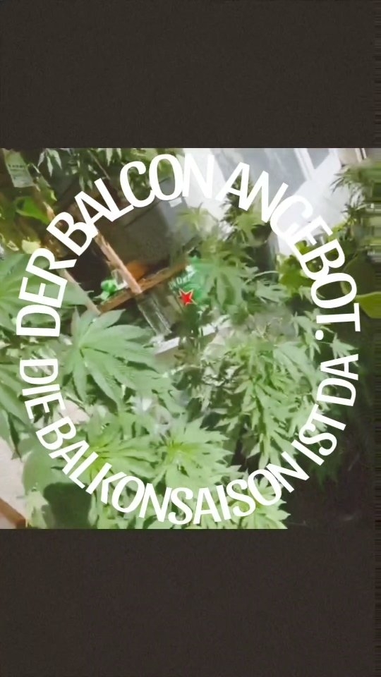 Balkon Saison ist hier! Pflanzen sofort = Ernte Oktober
Egal Auto oder Photo Samen :)
!! 20% auf alles !!
---> www.kushkiez.com <----
.
.
.
.
.
.
.
.
.#pflanzen #balkon #deutschland #420 #kiez #kushkiez #homegrown #samen #haze #kush #berlin #sale #gift #giftideas #funny #oldschool #graffiti
