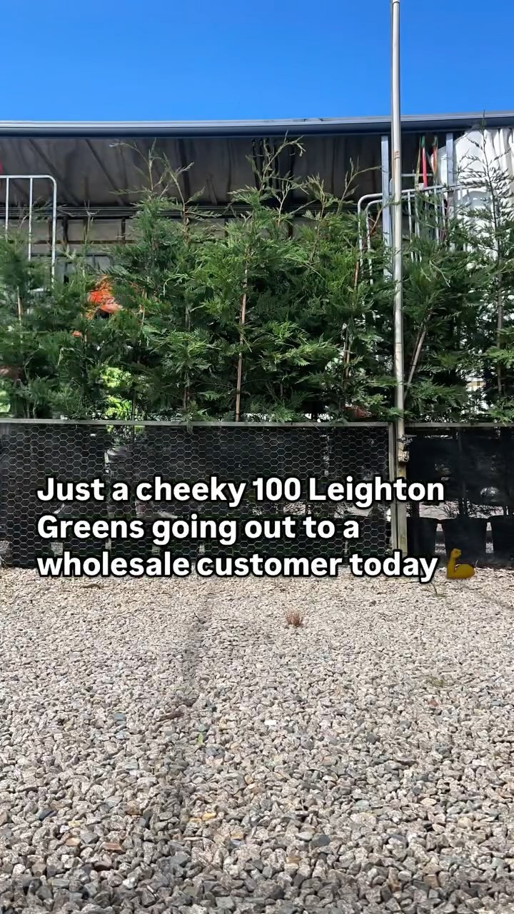 Thank you so much for your continued support and orders this year!! We love seeing big numbers like this go out to our amazing customers - @welbygardencentre we’re looking at you 💕💚
That’s 100 stunning Cupress ‘Leighton Green’s’ coming your way 🌲✨🚛🙌
.
.
.
.
#wholesaleplants #australianlandscaping #plantnursery #landscaping #plantwholesale #morningtonpeninsula
