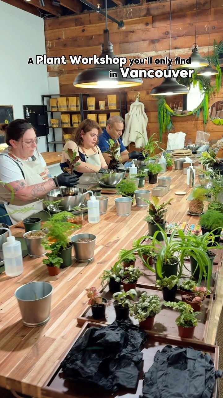 Create something calming with your own hands.
Kokedama moss ball workshops in Vancouver 🌿
A cozy, hands-on plant experience you didn’t know you needed.
#kokedama #plantlovers #mossball #diyplants #cozyvibes #savethedateideas