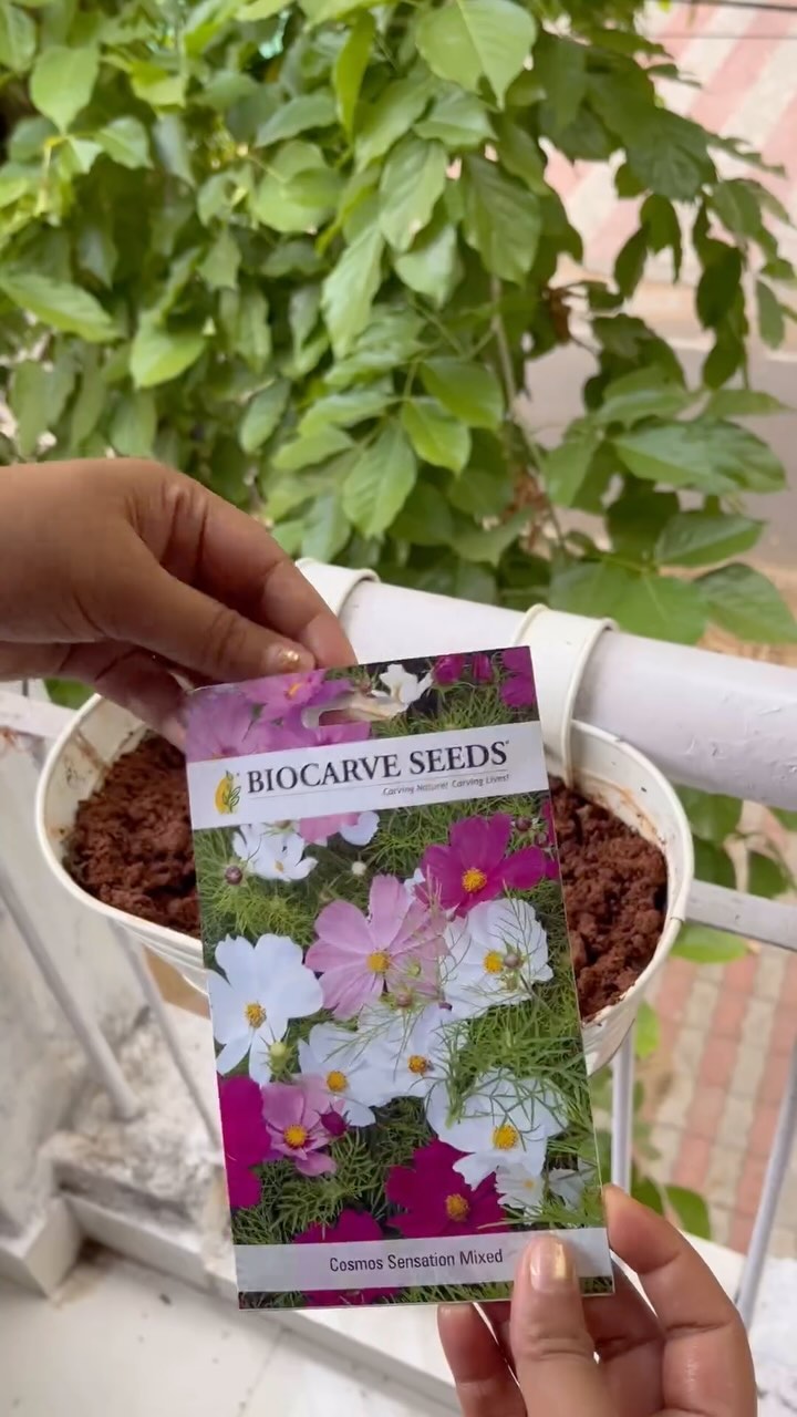 A garden is a work of art, always in progress 🍃
#biocarveseeds #floralseeds #vegetableseeds #herbseeds #qualityseeds #garden #gardening #gardeninspiration #gardenlove #gardeningideas #gardeninglife #gardeningisfun #gardeningistherapy #gardeningknowhow #gardeningmakesushappy