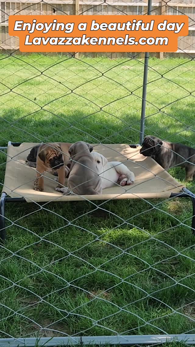 #canecorso #canecorsoofinstagram #canecorsofans #canecorsolife #canecorsolover #canecorsopuppy #canecorsoloversofinstagram #canecorsoitaliano #canecorsokennel #availablepuppies #canecorsopuppies #dogsofinstagram #rehoming #doglife #akcgrandchampion #dogoftheday #doggo #doggram #doggyeyes #cuteanimals #cutedogs #dogloversofinstagram #dogkennel #dogbreeder #akcshowdog #akcchampion #AKCshow #AKC