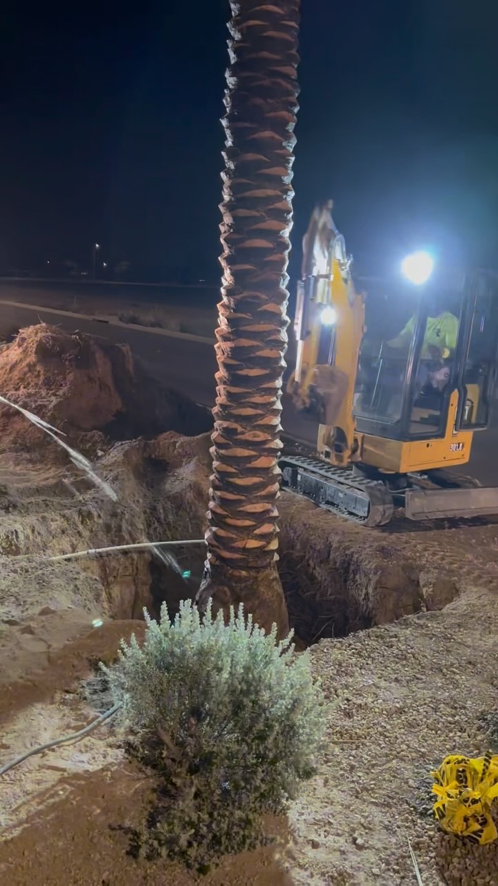 Job: City of Goodyear
Palm Tree Installation 🌴🚜
Work while they sleep
Learn while they party
Save while they spend
Then live while they dream.
Thanks to our awesome team!
Teamwork makes the dream work!
.
.
.
#teamwork #palmtrees #azpalmerproperties #landscape #landscape_lovers #landscaping #construction #azconstruction