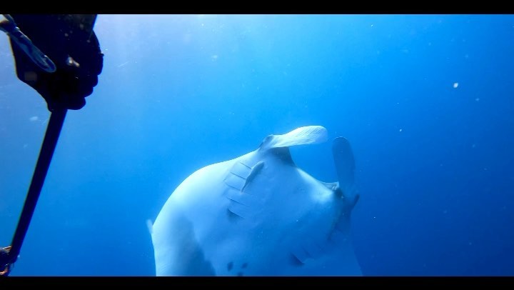 Official Trailer: MANTA WATCH - Discovering Aotearoa’s Gentle Giants