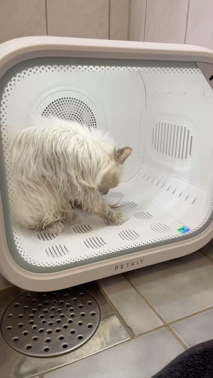 Time to get ready for cat show 😍 #felinefriday #fancyfriday #narcissamalfoy #sacredbirman #birman #birmancat #fluffy #longhair #helligbirma #lilacpoint #sealpoint #colourpoint #colorpoint #whitecoat #blueeyes #blueeyedcat #birma #catsoninstagram #catsofinstagram #cats #cat #catsoftheworld #catsagram #catoftheday #kattensrollsroys