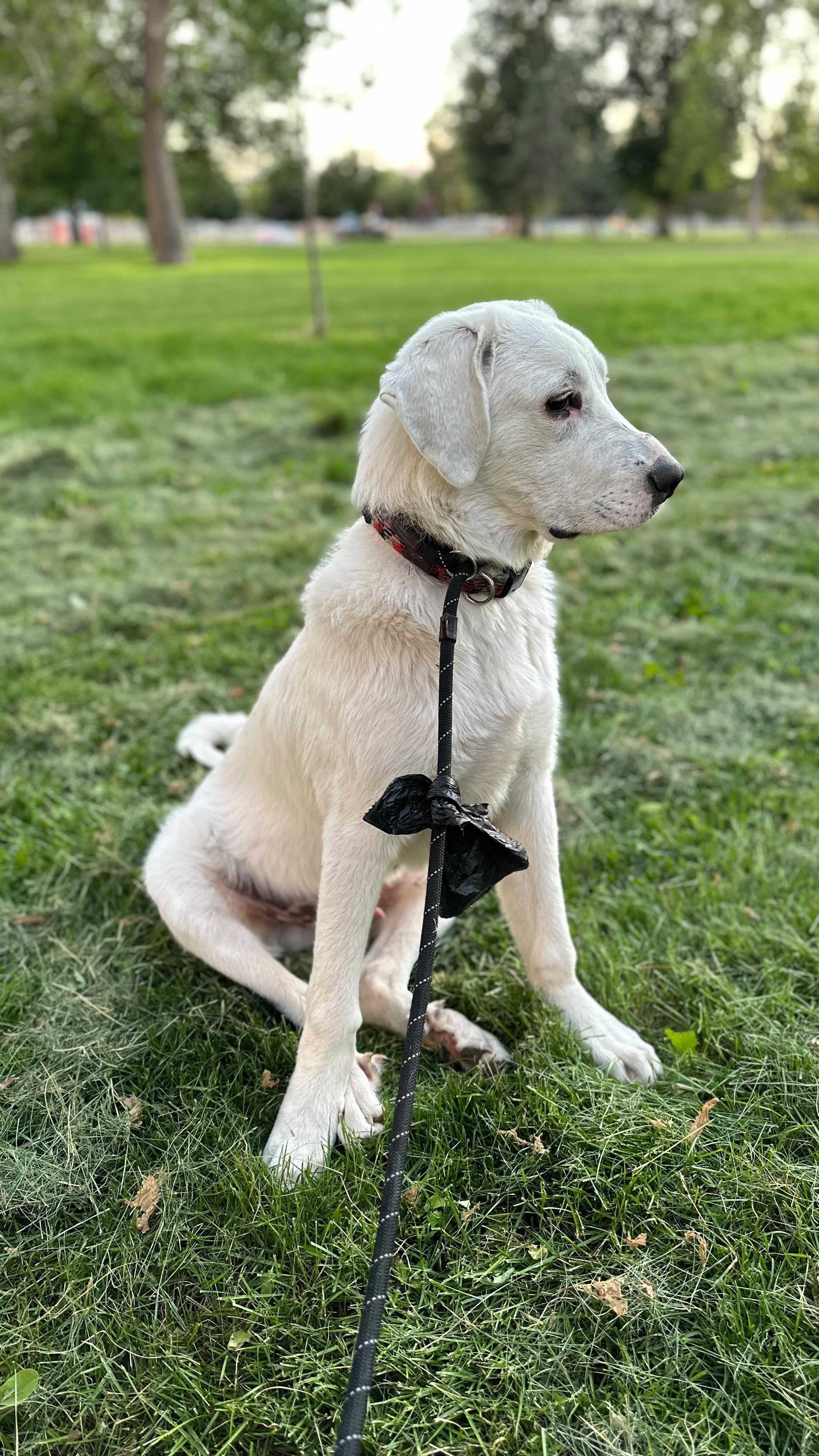 Almost 6 months and boy keeps finding jobs on the farm. #lgd #akbashofinstagram #akbashdog #greatpyreneesofinstagram #greatpyreneespuppy #akbashpuppy #fishemulsionfertilizer