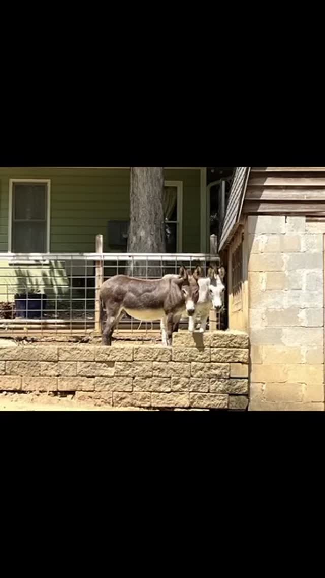 Our school donkey Juliet is expecting! Read about the baby, all the other Counterpane animals, and our philosophy on nature-based learning in our new article! Link in bio 🫏🐔🐢🌿