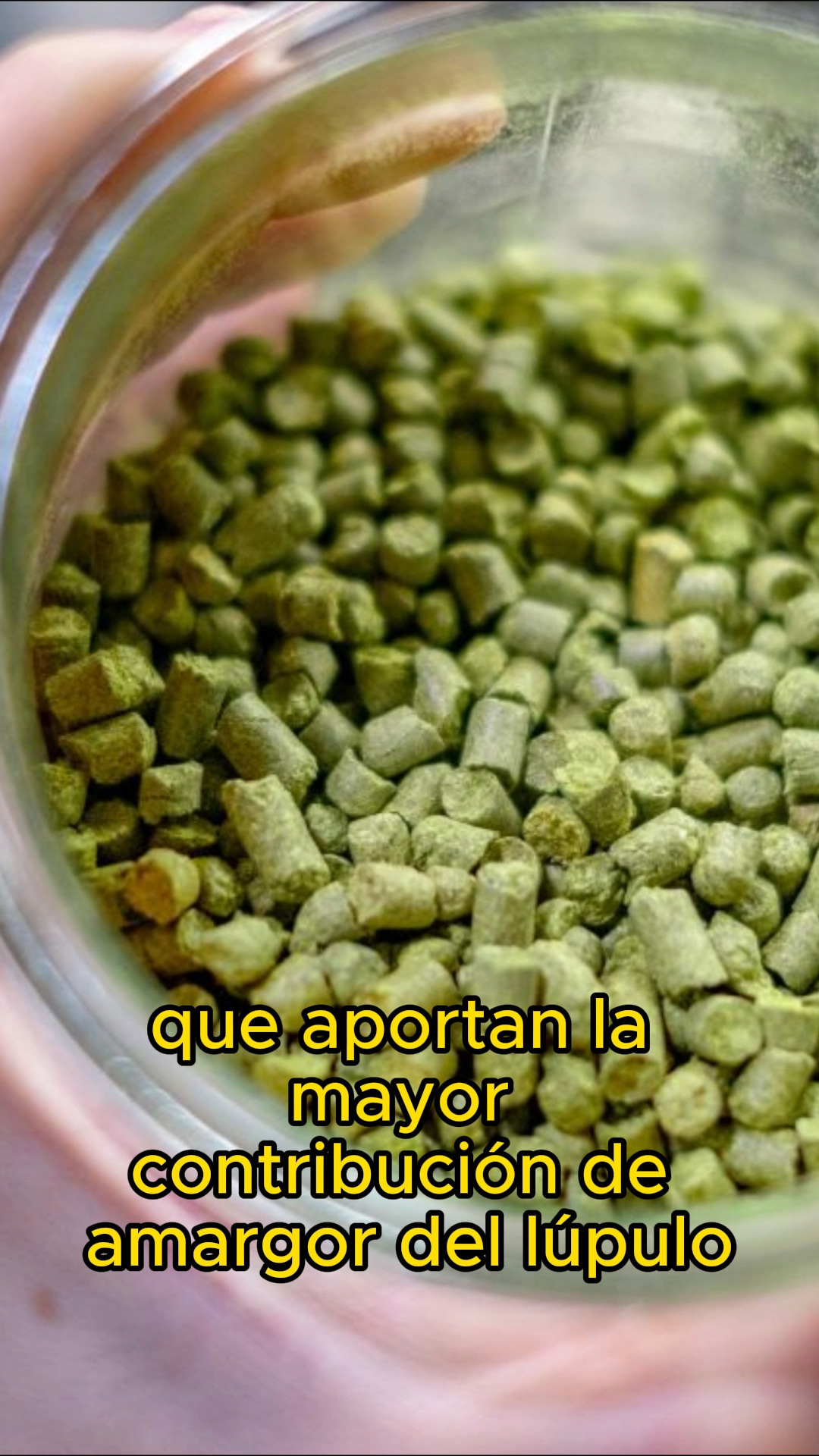 El dry hopping es una técnica utilizada en la elaboración de cerveza en la que los lúpulos se agregan durante la fermentación secundaria. En el proceso estándar de elaboración de cerveza los lúpulos se añaden en diferentes momentos aportando amargor, aromas y sabores a la cerveza. Sin embargo, durante la ebullición muchos de los compuestos aromáticos del lúpulo se pierden por el calor. El dry hopping busca remediar esto al agregar lúpulos en frío generalmente durante el acondicionamiento. Esta técnica permite infundir la cerveza con un aroma mas intenso que con las adiciones en la parte caliente, incluso con "late hopping" donde los lúpulos se agregan al final del hervor. El dry hopping se realiza a bajas temperaturas lo que preserva los compuestos aromáticos del lúpulo que se perderían por la ebullición de aceites esenciales. Es importante destacar que durante el dry hopping los ácidos alfa, que aportan la mayor contribución de amargor del lúpulo, casi no se isomerizan y por lo tanto permanecen insolubles en la cerveza. A pesar de esto, algunas pruebas han demostrado que el amargor de la cerveza puede aumentar ligeramente aunque los valores de IBU (Unidades de Amargor Internacional) pueden no cambiar significativamente. En resumen, el dry hopping es una técnica que realza el aroma y el sabor a lúpulo en la cerveza sin aumentar drásticamente su amargor.
#beerschool #beerscool #dryhopping #dryhopped #educacioncervecera #beersnob #beertography #craftbrew #lupulo