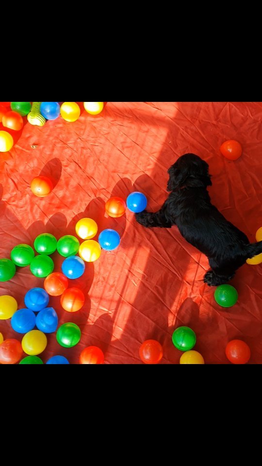 Im Bällebad. Das Zelt ist dann schliesslich doch interessanter als die Bälle 😅
#americancocker
#americancockerpuppy
#cutepuppies