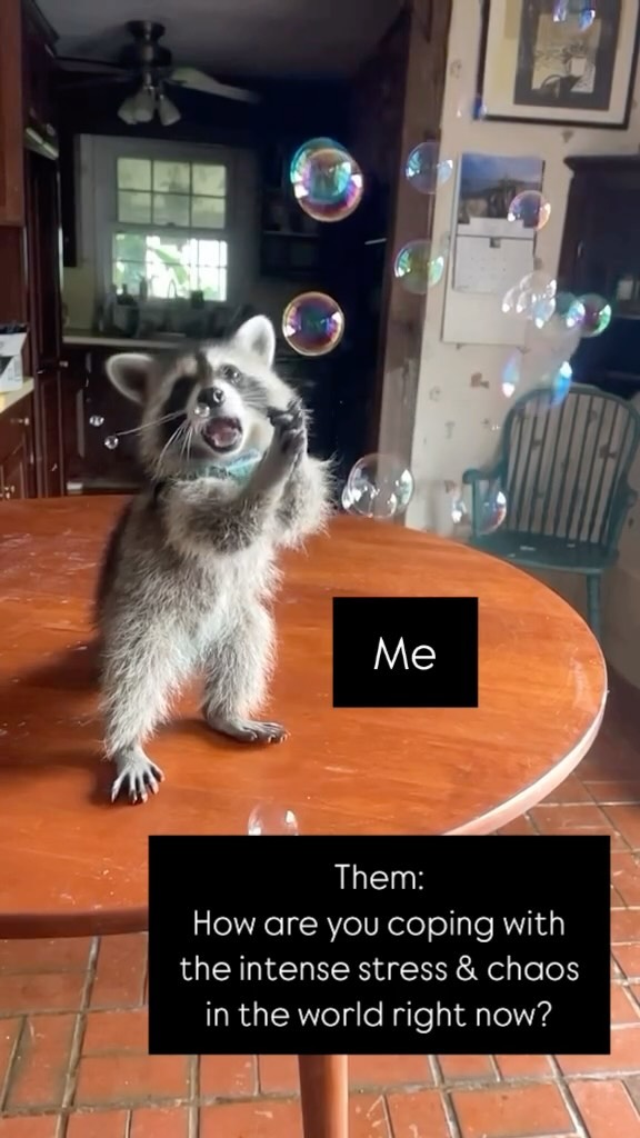 Me these days….
.
.
.
.
.
.
.
.
.
.
.
.
.
.
.
#cuteanimals #raccoonlove #animalsarecoolerthanpeople #cuteanimalvideos #CuteRaccoon #RaccoonLove #AdorableAnimals #WildlifeWednesday #RaccoonLife #AnimalsOfInstagram #WildlifeLover #FunnyRaccoon #AnimalAdventures #PetRaccoon #RaccoonSighting #AnimalCuteness #WildlifePhotography #NatureLovers #RaccoonFriends