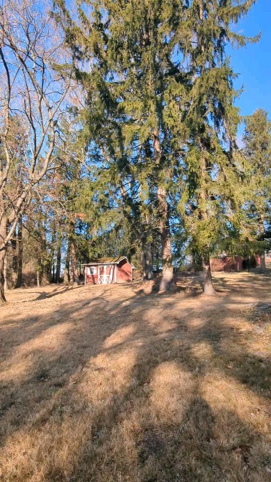 Ended the year with a banger of a job. 22 spruce and pines, 1 large silver maple and 26 stumps #treeservice #treeremoval #arborist #treepruning