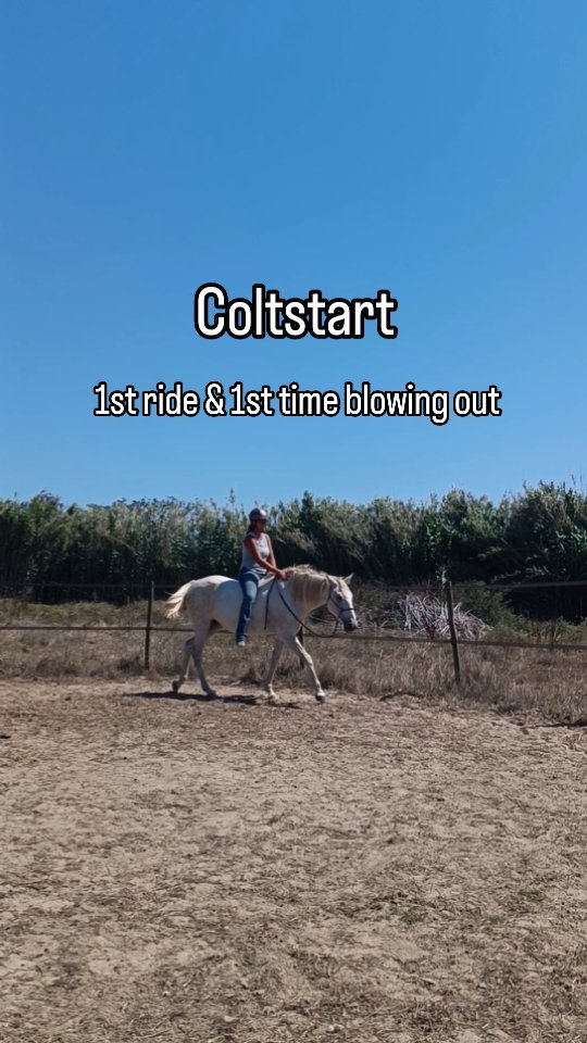 Hera blowing out at the end of her first ride - I never heard this mare blowing out since I've had her and I spend many hours around my horses daily.
I am super proud of Hera and at the same time I am also incredibly grateful for the feel that I've developed over time.
It's absolutely fundamental to understand the Program and to know all the possible steps and their sequence but then what makes the difference to the horse is how the human applies their skill and knowledge during the training.
Once you don't need to think about the right steps and their sequence anymore because they are deeply ingrained in your heart, mind and muscle memory, you will be able to focus a lot more on how everything feels and adjust without needing to think.
In general, but especially during first rides, I follow my feeling. I start with a plan but in the end I do what feels right in each moment.
During her first 30 minute ride I mainly felt like letting Hera walk along the fence without asking her much. I can find reasons for why I felt like doing that but in the end I didn't rationally make my decisions but only based on what felt right for Hera in each moment.
Ending our first ride with her blowing out for the first time means more to me than I expected.