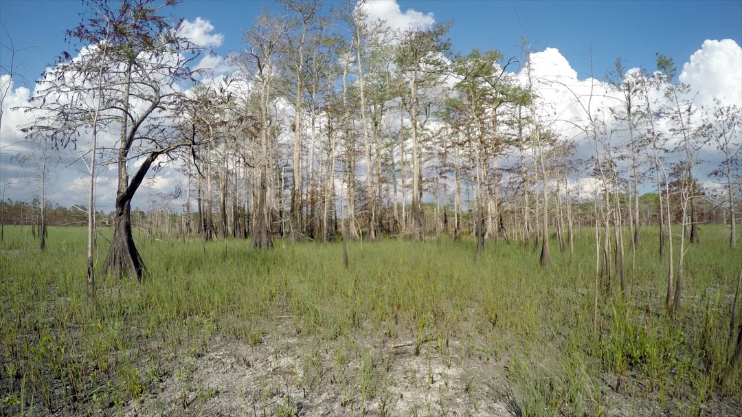 Florida burners keep our prairies and pinelands vibrant with fire. To get the job done in the expansive Big Cypress, they look up to the sky.