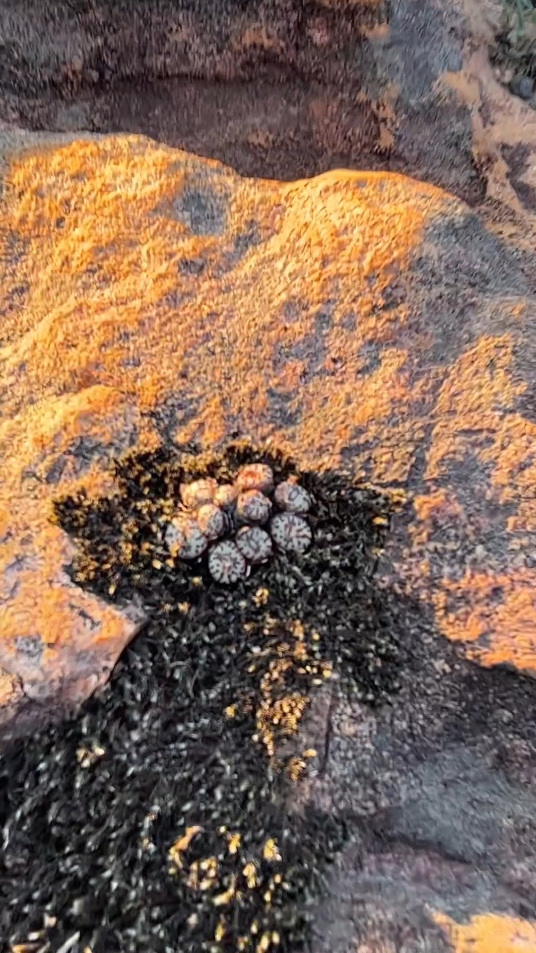 🧿 Remembering Fig Buttons 🧿
June is done and we're taking a moment to reflect on our retreat, to bid farewell to our early season mascot, and make some space for the magic of mid-winter in the desert.
Thank you to our community joining us in the mountains. For moving and playing, for learning and loving.
See you in the hills 🧡
#rocklandsbouldering #yoga #mountainlife #bouldering