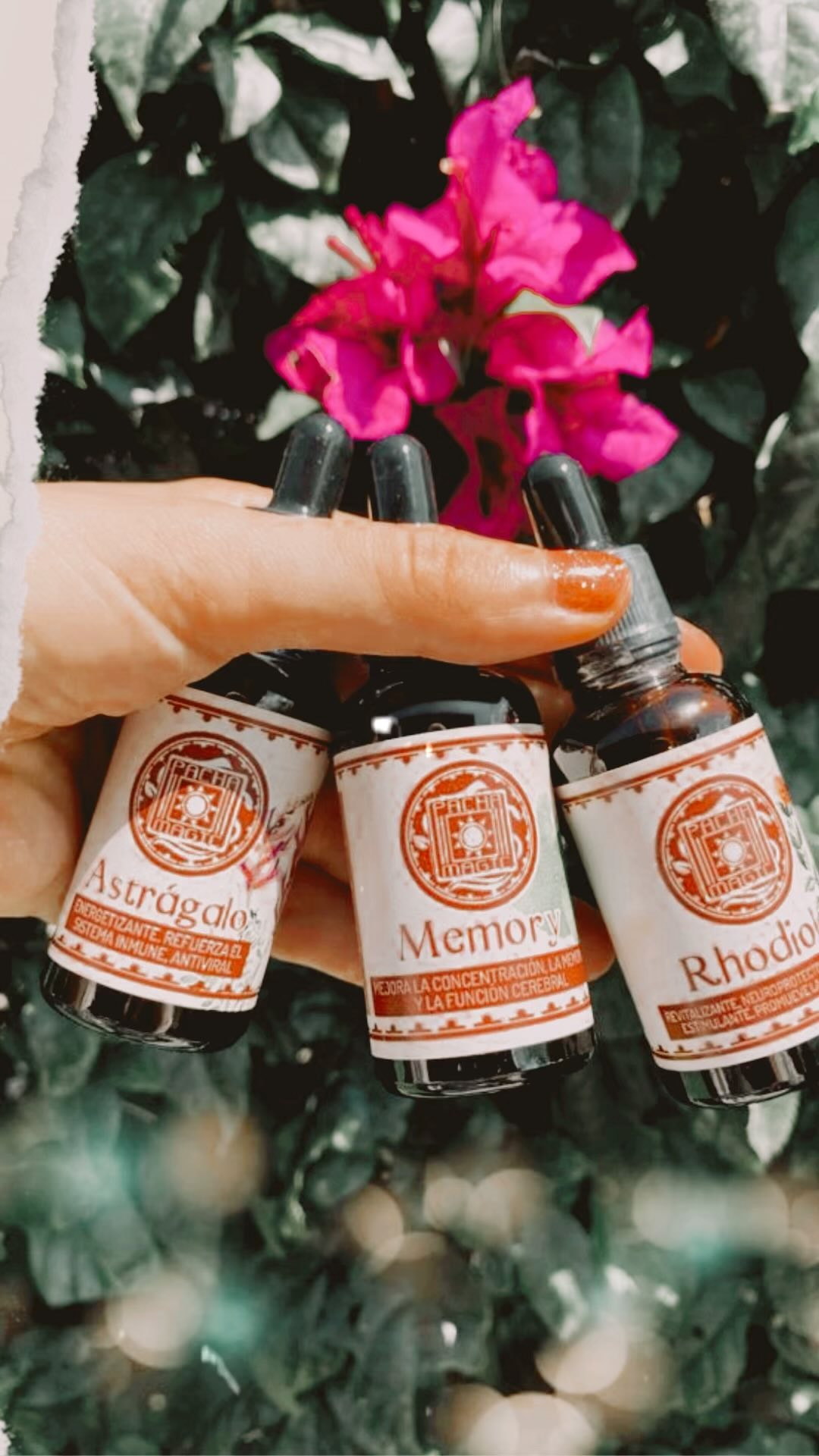 🌱 ¿Qué son los Adaptógenos? 🌱
Los adaptógenos son sustancias naturales que ayudan al cuerpo a adaptarse al estrés y a mantener el equilibrio interno (homeostasis). Mejorando la capacidad del cuerpo para resistir diversos factores estresantes, ya sean físicos, químicos o biológicos. 🌿
⚙️ ¿Cómo Funcionan?
Los adaptógenos funcionan interactuando con el eje Hipotálamo-Pituitaria-Adrenal (HPA) y el sistema simpatoadrenal, ajustando la producción de hormonas y las respuestas fisiológicas para asegurar un funcionamiento óptimo del cuerpo. 🏃🏽♀️
Ayudan a las glándulas suprarrenales a apagarse más rápidamente y aumentan la receptividad del cuerpo al estrés. 🤯
Los adaptógenos también protegen las neuronas del daño oxidativo, reducen la fatiga, mejoran la capacidad de trabajo, actúan como antidepresivos, reducen la ansiedad, mejoran la cognición y la capacidad de aprendizaje, y mejoran el tiempo de recuperación después de la actividad física. 💪🏽
Regulan el sistema endocrino y ayudando a equilibrar las hormonas del estrés, como el cortisol. Lo que nos permite manejar mejor las situaciones estresantes y mantenernos enfocados y tranquilos. 💆♀️
🧩 Diferentes Adaptógenos Disponibles en Pachamagic:
* 🌟 Ashwagandha: Conocida por sus propiedades para reducir el estrés y mejorar el sueño.
* 🌿 Rhodiola: Ayuda a aumentar la resistencia física y mental, ideal para quienes llevan una vida activa.
* 🌿 Mucuna: Apoya el bienestar mental y mejora el estado de ánimo.
* 🌱 Tulsi: También conocido como albahaca sagrada, ayuda a equilibrar el cuerpo y la mente. (Dentro de nuestra formula “Relaxed Focus”).
* 🌸 Shatavari: Conocida por sus beneficios en la salud reproductiva y hormonal. (Dentro de nuestra formula “Crones Throne”).
* 🌿 Eleutero: También conocido como ginseng siberiano, aumenta la energía y la resistencia.
* 🧠 Bacopa: Mejora la memoria y la función cognitiva.
* 🌟 Astrágalo: Fortalece el sistema inmunológico y combate el estrés.
* 🌱 y más!
¡Incorpora estos adaptógenos en tu rutina diaria y descubre los beneficios que pueden traer a tu vida! 🌟
🚀 #Pachamagic #Adaptógenos #SaludNatural #Herbolaria #HerboristeriaMexicana #Apotecaria #AdiosalEstres