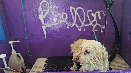 Bella's spa day !
#thegroomiez #spa #furbabies