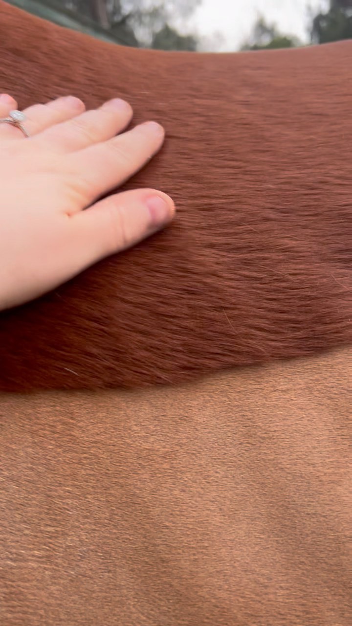 Watch Floss go from fluffy to fierce 😍
#valleyparkridingschool #horseriding #haircut #trim