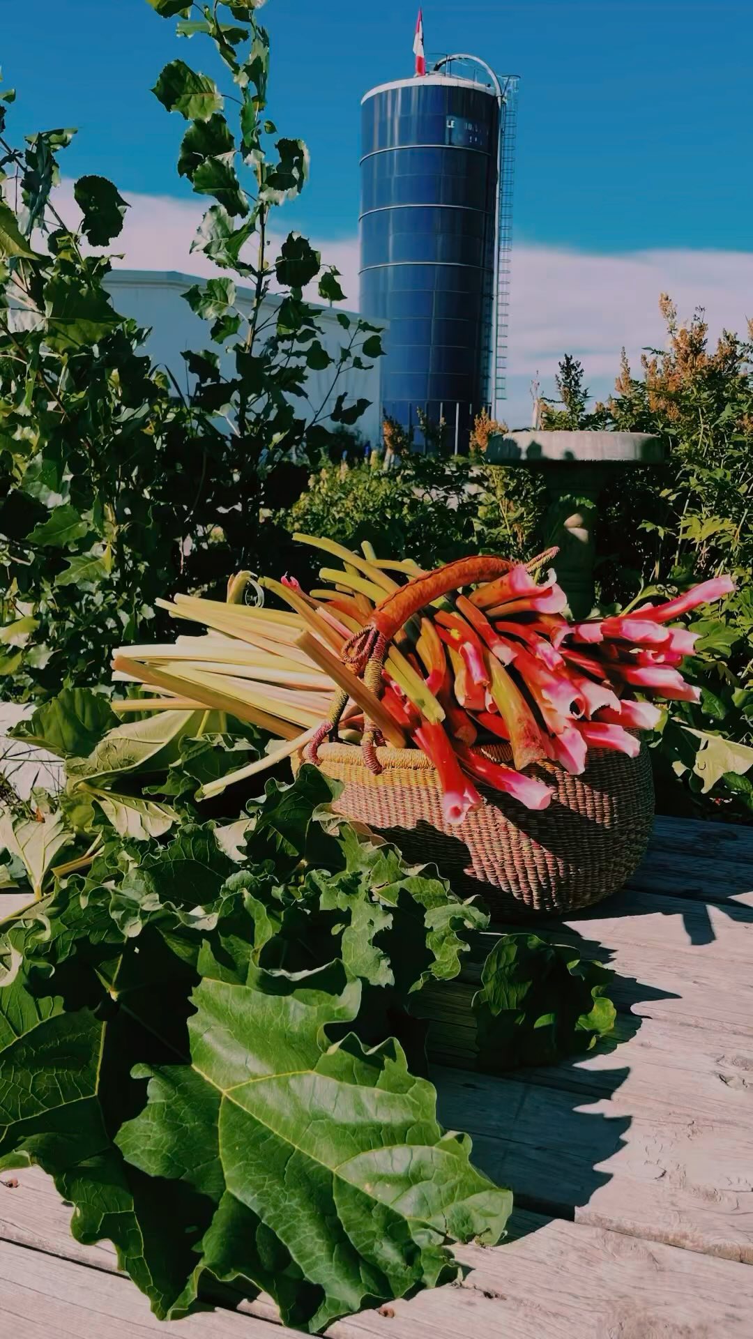 Back atter for another rhubarb harvest before the rain! This plant never disappoints. Some will head to the freezer and the rest will be processed to extract the concentrate for simple syrup and other goodies. Thinking I may try a mixed fruit vinegar with the concentrate as a base as well. Always experimenting out here!
I’ve been gathering small bits of fruit, adding them to freezer bags as they ripen and will get creative in the fall when time permits. The garden is on its way and I’m currently planning garden #2, which will be planted in the greenhouse come fall. Will be weird but we’re excited to give it a whirl! Not sure how I feel about gardening for three seasons instead of one, but I guess being unable to scrub the garden dirt from under my fingernails will just be my permanent thing.
🤷🏼♀️💅👩🏼🌾
#farm #farmlife #rhubarb #farmgirl #harvest #farmhouse #farmhousestyle #farmhousedecor #farmtwo53 #farmhousekitchen #homesteading #homestead #farmstead #preservation #garden #gardening #interior #interiordesign #interiordesigner