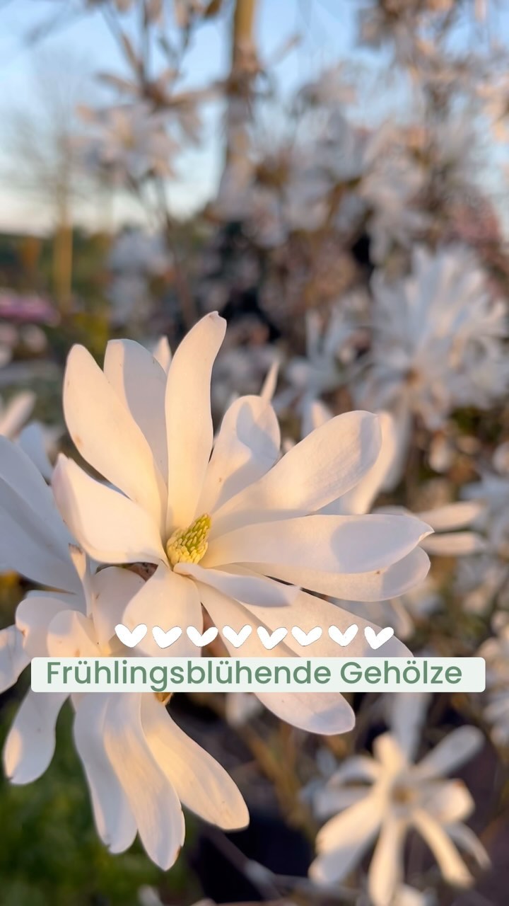 Wir haben viele unterschiedliche Frühlingsblühende Gehölze vorrätig.
#Baumschule #garten #pflanzen #pflanzenliebe #frühjahr #frühjahrsblüher #frühjahrsboten #gartenliebe #bunt #magnolia #magnolie #mittelmeerschneeball #schneeball #viburnum #ranunculus #ranunkel #ranunkeln #ranunkelstrauch #kamelie #camellia #camelia #judasbaum #cercis #zierkirsche #zierquitte #chaenomeles #chaenomelesjaponica #prunus #prunussubhirtellaaccolade
