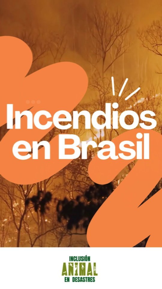A veces observar el daño que los seres humanos generamos es simplemente devastador... Sin embargo, esto también quiere decir que el cambio está en nuestras manos.
En Inclusión Animal en Desastres apostamos por la educación como eslabón primordial para poder cambiar el legado de los humanos en el planeta y vivir en armonía con los tantos otros seres que nos acompañan.
.
.
.
#conciencia #animalesendesastres #iad #iadlatam #inclusionanimalendesastres #inclusionanimal #cuidadoanimal #ningunanimalsequedaatras #animal #animallovers #animals #amor #ayuda #proteccion #conservacion #educacion #desastres #desastresnaturales #amenazasnaturales #cambioclimatico #brasil #fuego #incendios #pantanal #vidasilvestre