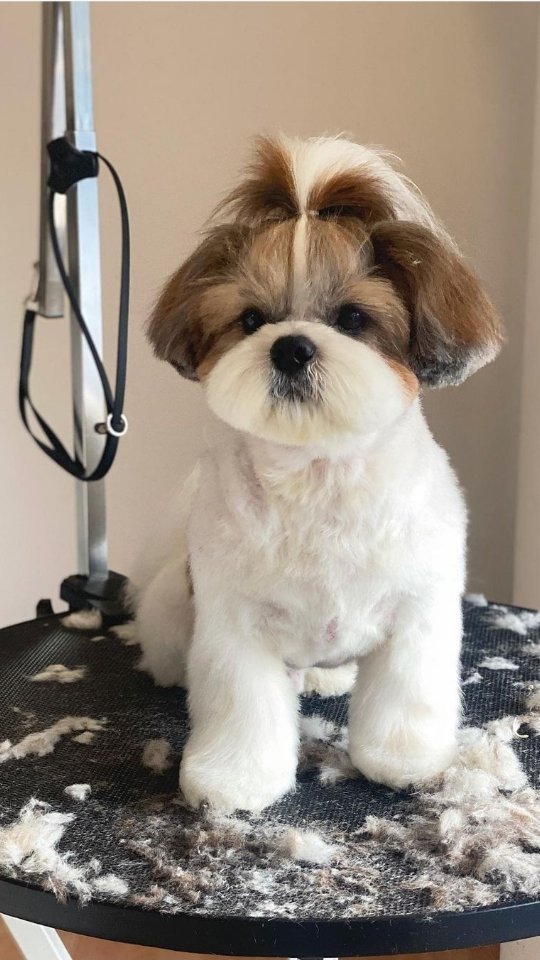 Home grooming services in Gurugram and Delhi-Dwarka