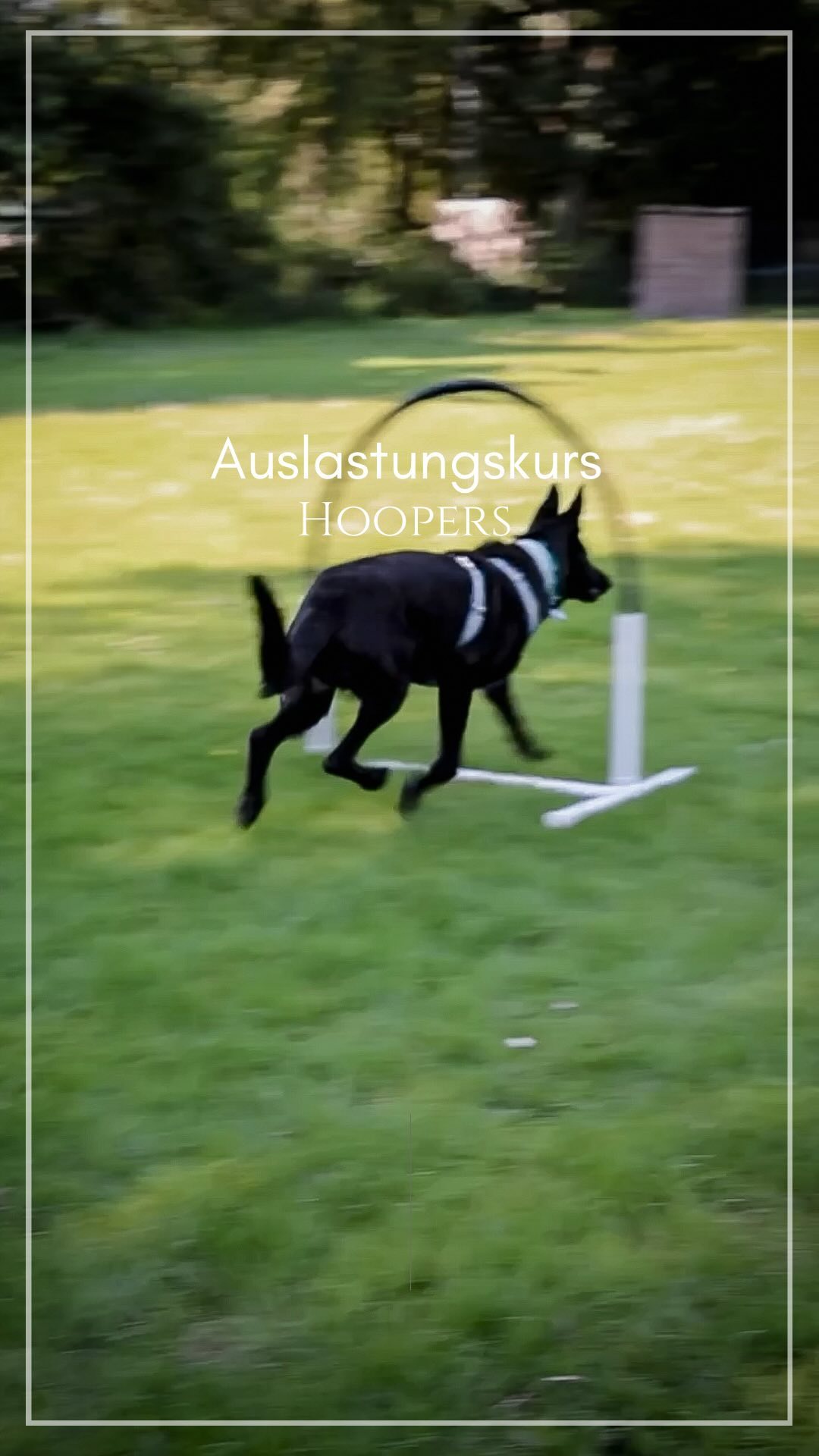 -Hoopers-
•
Gestern haben wir ein wenig erklärt, worum es sich beim „Hoopers“ handelt und heute zeigen wir euch wie versprochen ein paar Eindrücke, wie das Training an den Hoops aussehen kann.
•
Alea hat im ersten Schritt gelernt auf Signal durch die Hoops (Bögen) zu laufen.
Aus einem Hoop wurden mit der Zeit zwei, dann drei, dann vier.
Auch die Dinstanz und die Winkel in der die Bögen stehen wurden vergrößert und variiert.
•
Unabhängig von der Arbeit an den Hoops habe ich ihr ein Signal zum umrunden beigebracht, was schließlich in das Training eingebaut und auf Tonnen übertragen wurde.
Die Tonne wiederum wurde dann mit den Hoops kombiniert.
•
Beim letzten Training und insgesamt erst vierten oder fünften Training haben wir dann mit insgesamt vier Hoops und mit dem umrunden der Tonne als Kehrtwendung gearbeitet.
Und dafür, dass Alea eigentlich in einem ganz anderen Sport gearbeitet wird, hat sie ziemlich viel Spaß und ein schnelles Verständnis für die Aufgaben entwickelt, was für einen tollen Aufbau und eine gute Anleitung unserer Jasmin spricht.🥰
•
Ziel ist es meine Körpersprache weiter zu verfeinern und die Distanz auszubauen, damit wir uns dahin arbeiten können, dass ich in dem vorgeschriebenen Kreis stehe und Alea über große Distanzen durch die unterschiedlichen Aufgaben leiten kann.
•
Wir lernen zwischendurch gerne weiter und freuen uns schon jetzt auf die nächste Einheit ☺️
•
Wenn auch ihr interessiert daran seid Hoopers kennenzulernen, dürft ihr euch gerne bei uns melden und ganz unverbindlich reinschauen.☺️
•
Jeden Dienstag um 18 Uhr & um 19 Uhr in Essen Frillendorf
•
•
#hoopers #hoopersofinstagram #hoopersagility #dogtraining #dogtrainer #dogtrainingtips #dogsport #hundetraining #hundetrainer #hundesport #gsd #dsh #germanshepherd #schäferhund #workingdog #workingdogsofinstagram