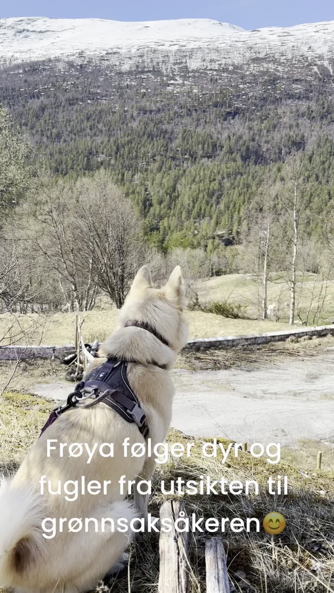 Frøya passer godt på tunet med alle beboere - og vi øver oss på å ikke bjeffe på grisene og kaninene😅 Frøya skulle så hjerne ha luktet og sleiket på dem, men det får hun ikke lov til av grisene og kaninene, så da så😁 Og hvis hun ser store fugler eller rev får hun bjeffe så mye hun bare vil så de blir så redde at de aldri kommer tilbake😎