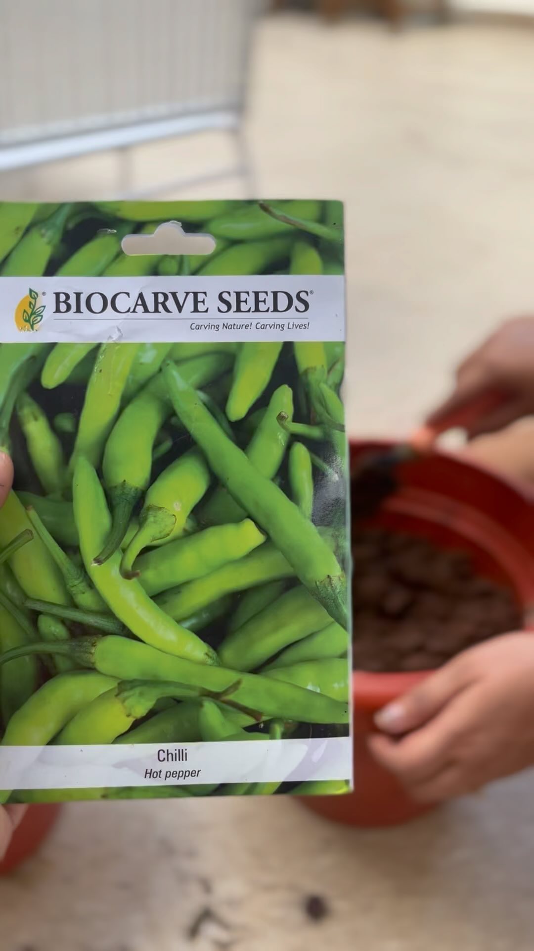 उफ़ मिर्ची 🌶️
Complete guide to sowing chillies
•Sow Direct
1.Sow seeds directly in the garden 5mm deep and 40-60cm apart, with rows 60-100cm apart.
2.Keep soil moist but never wet or dry.
3.Seeds should germinate in around 7-21 days at a soil temperature of 22-35°C.
4.Young seedlings will need protection from pests, pets and weather until they are established.
•Raise Seedlings
1.Fill trays, punnets or jiffy pots with a good quality seed-raising mix, or use soil starter pellets.
2.Sow seeds 5mm deep.
3.Keep soil moist but never wet or dry.
Seeds should germinate in around 7-21 days at a soil temperature of 22-35°C.
4.Transplant seedlings to the garden once they have their first true leaves and are large enough to handle (usually 5-10cm tall).
5.Plant out, spacing plants 40-60cm apart, with rows 60-100cm apart.
Chilli is a tender crop that’s sensitive to frost. Do not transplant seedlings or sow seeds outside until all danger of frost has passed.
Optional: In cool climates chilli seeds can be sown indoors 6 weeks before the last expected frost. Grow them in a warm position with plenty of natural light.
#biocarveseeds #rainyseason #rainyseasonseeding #monsoongardening #kitchengardening #monsoonkitchengardening #chilliseeds #chilliharvest #chilliseason #gardening #gardeningislove #gardeninglife #gardeningtips #gardeningisfun #mansoongardeningindia #gardeninginrainyseason