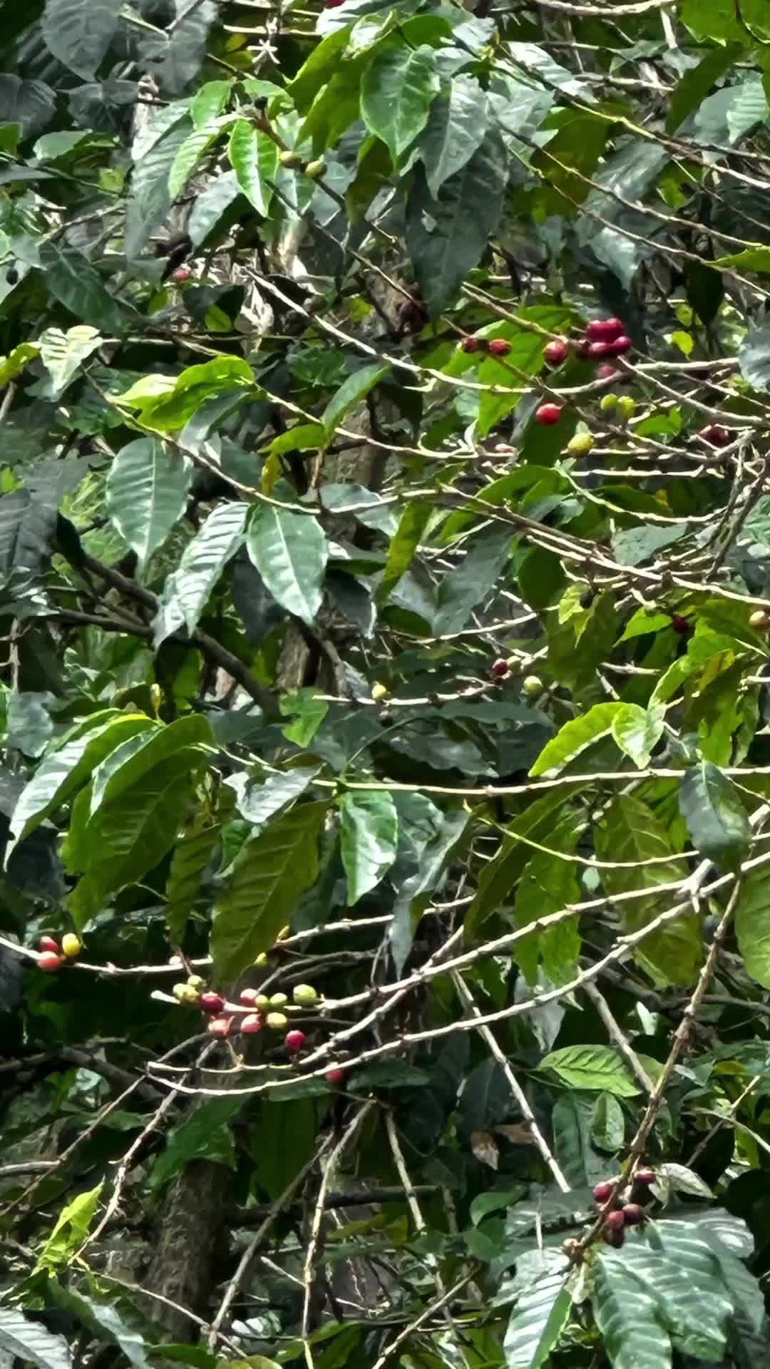 Continuing my series, #WhatILearnedToday! ✨
Let me share about Rwanda's remarkable coffee story that left me in awe! 🇷🇼
This beautiful East African nation's coffee journey is fascinating. German missionaries introduced the first coffee plants in the early 1900s, and coffee quickly became Rwanda's most valuable export!
But here's the interesting part ☕: The 1990s brought immense challenges. The devastating genocide and a global coffee market crash severely threatened Rwanda's coffee industry. Combined with plant diseases, the future looked uncertain.
Then came the transformation! 👏
Through international support and dedicated government commitment to infrastructure and farmer training, Rwanda didn't just recover - it flourished! Today, Rwanda produces some of the world's finest specialty coffee, with exceptional flavors that delight connoisseurs worldwide!
Now ranking among the top 30 global coffee producers, Rwanda's story exemplifies incredible resilience! 💫
Have you experienced Rwandan coffee? Share your favorite International coffee experience in the comments! ☕
#RwandanCoffee #DiscoverAfrica #AfricanExcellence #VenidaDiscoversAfrica365 #CoffeeLovers #FoodieFriday #AfricanCoffee #RwandaRising #CoffeeStories #TravelAfrica #luxehorizonsafrica