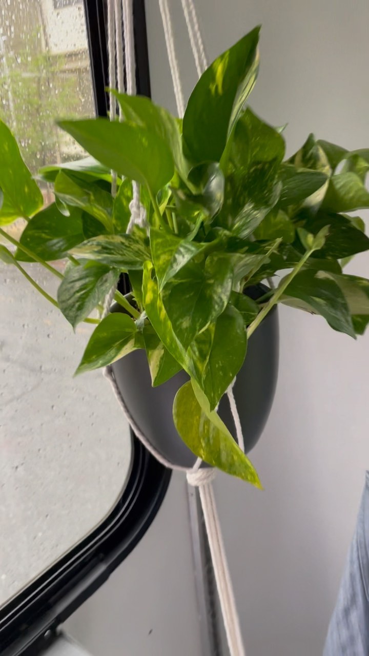When you are mobile everything tends to shake and rattle. You have to be safe and tie down everything important. Plant life = Important.
#mobilebarber #skoolie #conversion #diy #plants #barbershopplant