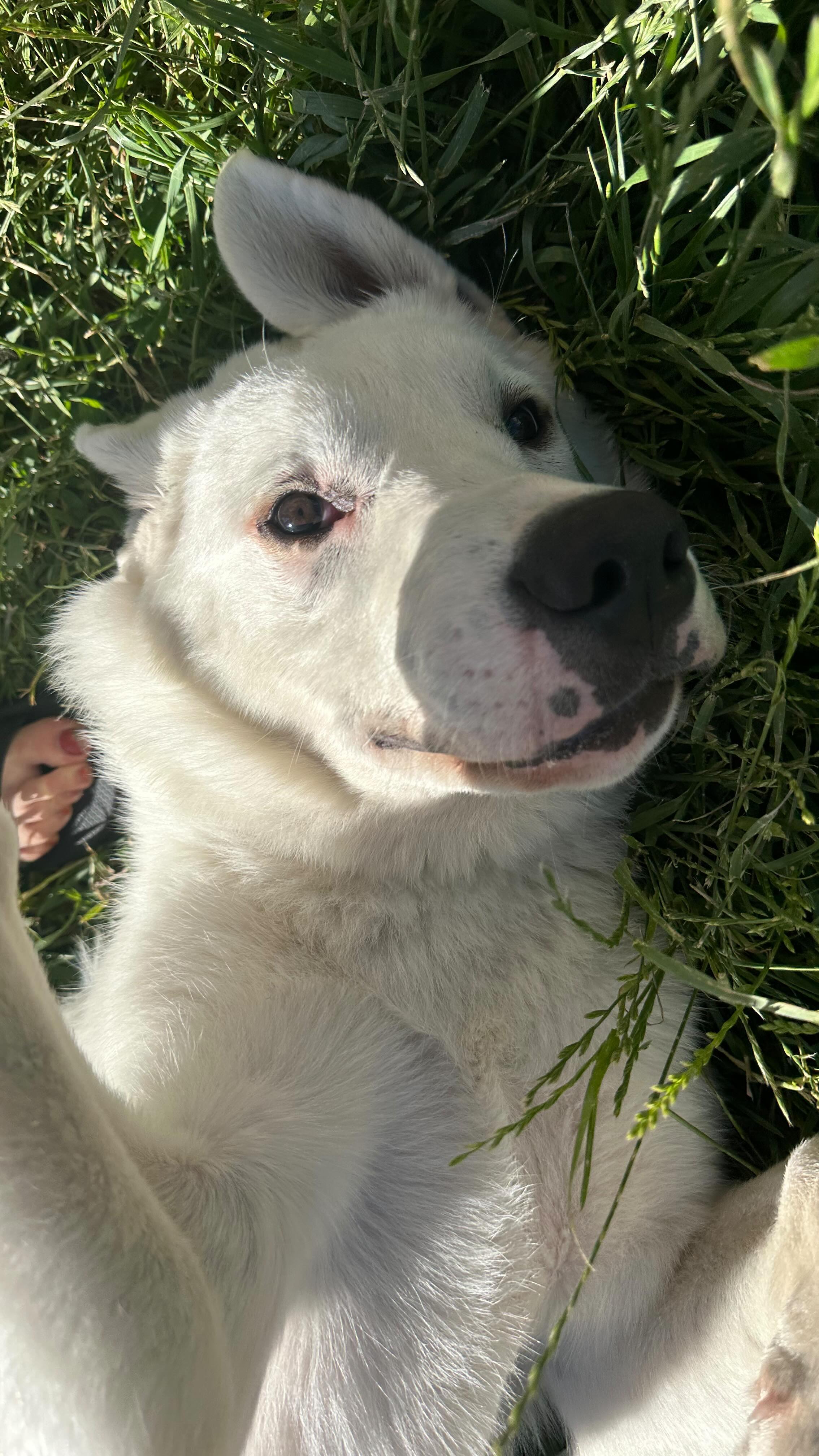 Why hide in the basement like your brother when you can give em a piece of your mind. Oqui won’t abandon post so we make sure he has company, music, treats, and whatever else he needs while the booms go boom. Also why is this a thing. 👎🏼 💥
Anyone else’s dog on team no-boom?