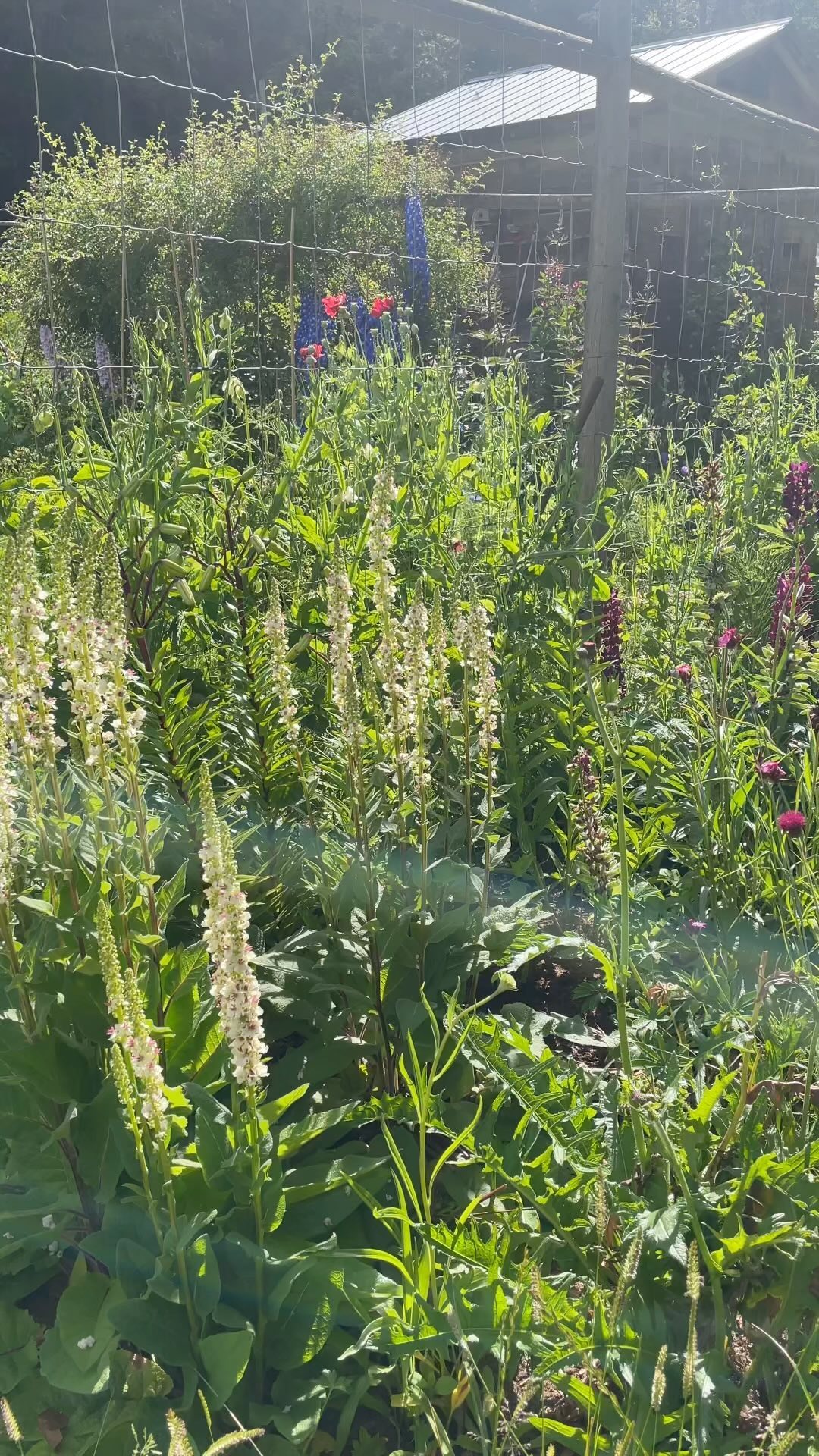 The garden is having one of it's moments in the morning light...