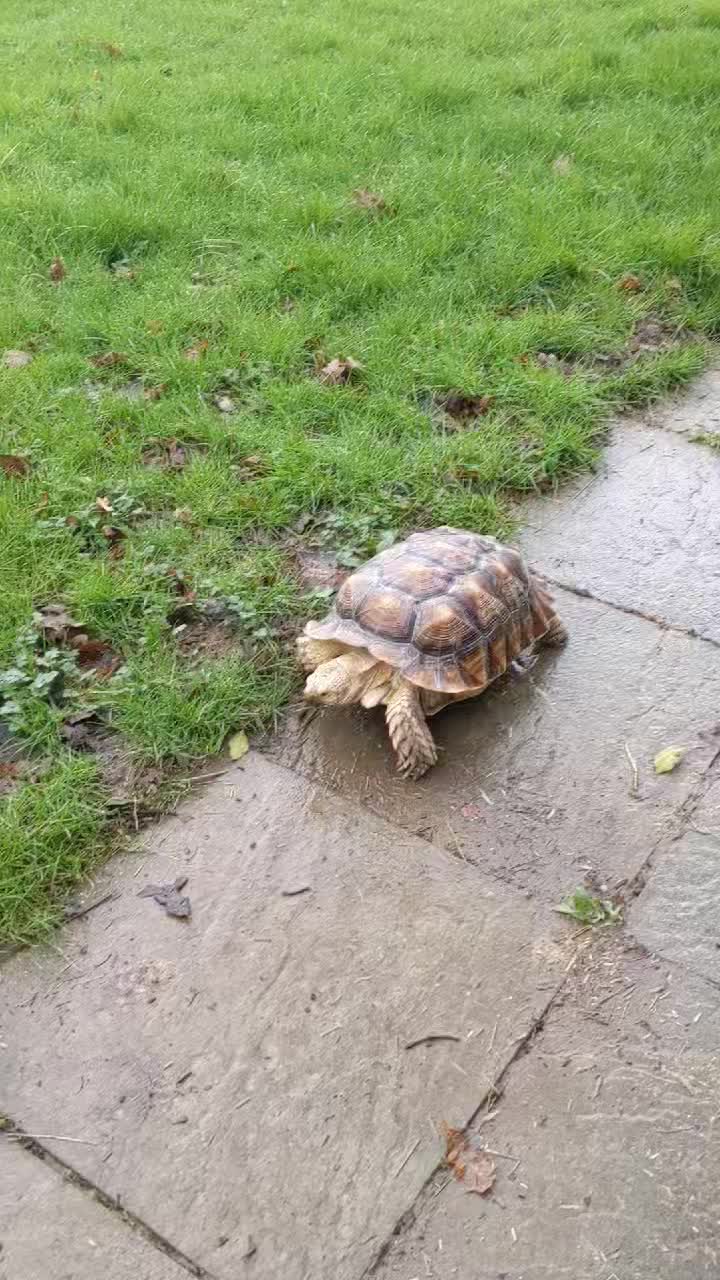 Hank is doing his best to help us with the gardening!!
