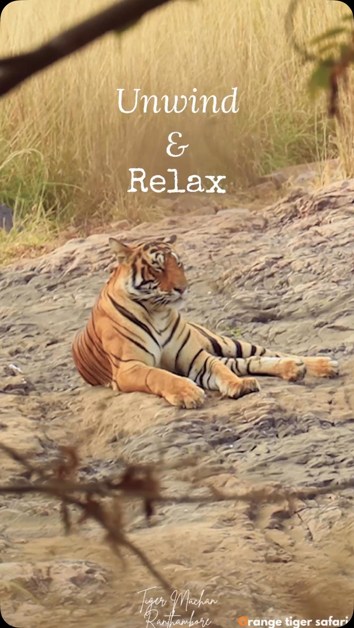 Unwind, relax, and reconnect with nature at Tiger Machan – where the wild whispers and tranquility reigns.
Experience the nature and contact us for more inquiries and bookings :
+91 99505 21870
tigermachan@ymail.com
https://www.ranthamboretigermachan.com
#explorepage #getaway #tigermachan #reelitfeelit #ranthamborediaries #rajasthantourism #ranthambore #tentstay #india #reelsindia #staycation #landoftigers #travel #tigersafari #travelgoals #exploreindia #incredibleindia #ranthamborenationalpark #sawaimadhopur #explore #rajasthan #reels #safari #resortinranthambore #luxurytravel #fyp #MachanSafaris #Orangetigersafaris #farmtotable
{TigerMachanResort , Ranthambore,
RanthamboreNationalPark,TigerSafari,LuxuryTentStay,SafariAdventure,WildlifePhotography,TravelRanthambore,ExploreRanthambore,SafariExperience,RanthamboreWildlife,TravelIndia,JungleResort,TigerWatching,EcoTourism,NatureLovers,TentResort,WildlifeConservation,IndianSafari,RanthamboreTrip,SafariLodge,AdventureTravel,WildernessEscape,TravelDiary,NatureGetaway,LuxurySafari,JungleRetreat,RanthamboreAdventure,TravelInspiration,SafariJourney}