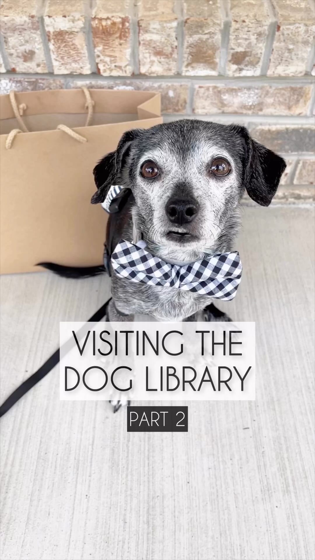 Visiting and restocking the dog library. Part 2. #doglibrary #funnydogvideo #seniordog