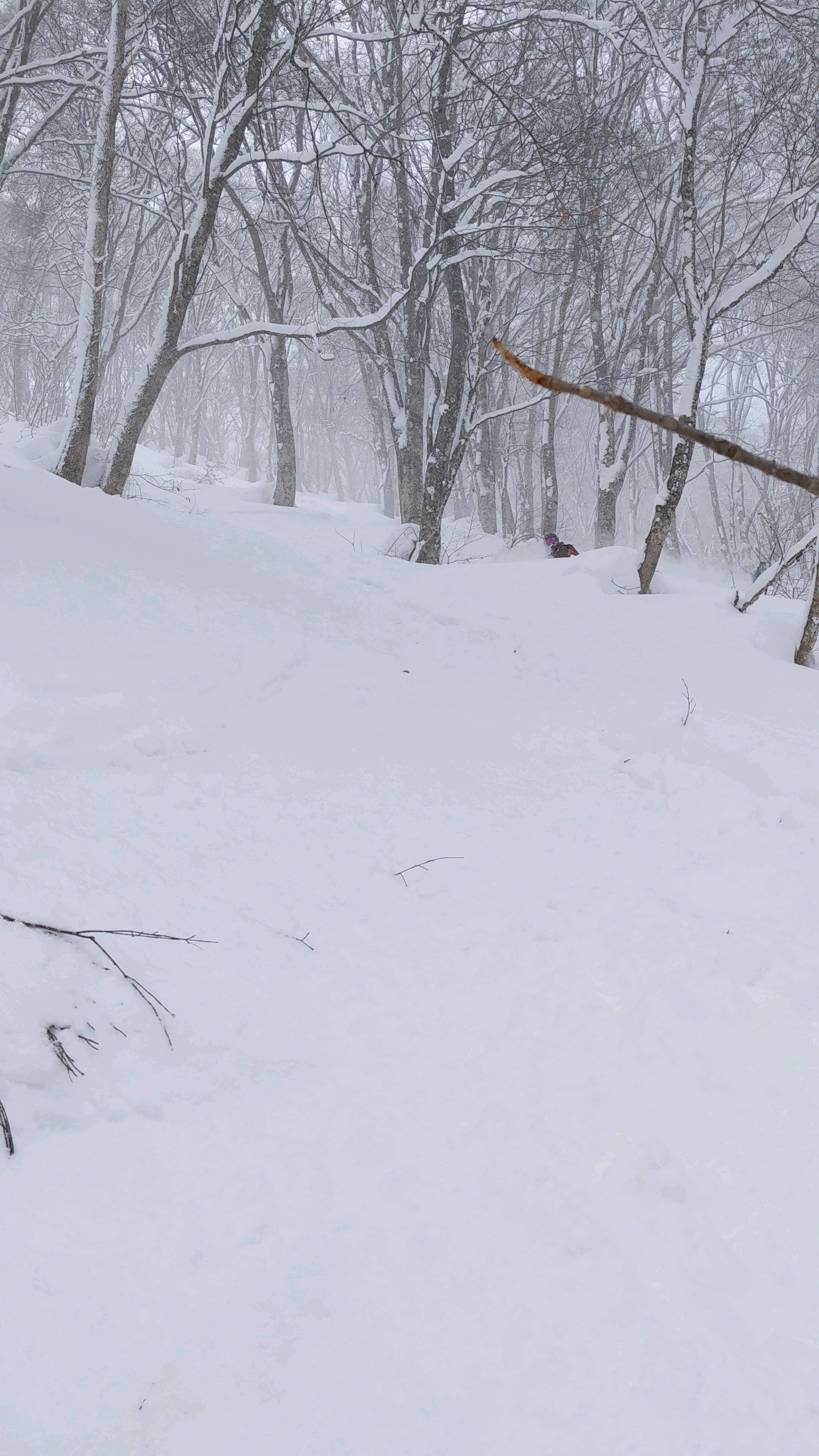 A nice 50cm up top after a warm spell sent us up high into the Backcountry the last few days! Looking forward to regular season snowfall returning with a few massive cycles coming through in the short and long range forecasts
🤙🤙
All bookings @gozanlodge.myoko include buffet, gourmet European breakfast, 3 course dinner and onsen pass to our neighboring naena onsen 🙏😋
Whether it's a guided day or choosing your own adventure, leverage our decade of experience riding the good stuff in the nagano/niigata region. 🤙
We will give daily briefs at breakfast and dinner on the safety conditions so you can have extra confidence in your plans ❄️🤓
Get in contact via our site http://gozanlodge.jp or via DM
.
.
#gozanlodge #suginohara #sugi #akakura #ikenotaira #snowboarding #skiing #japanbackcountry #myokokogen #japow #sekionsen #splitboarding #nozawa #madarao #lottearai # #niseko #hakuba #nozawa #杉ノ原スキー場 #妙高 #妙高高原 #雪山 #スノーボード #バックカントリー