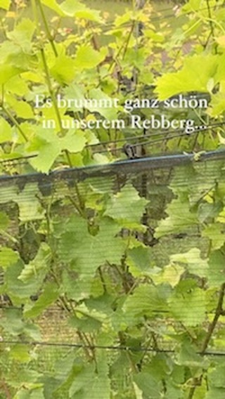 Ein Bienenschwarm hat sich kurz in einem unserer Rebberge niedergelassen 🤷🏽♂️🤩
#bienenschwarm#weinberge#casanova#weinpur#walenstadt#honigwein#biowein