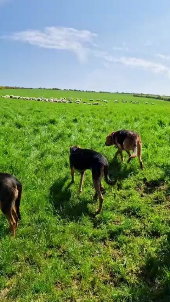 Moving sheep on a sunny day... with rogue dogs!